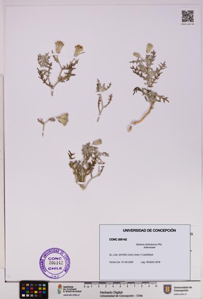 Senecio dichotomus [Espécimen: UDEC:CONC:0200142]