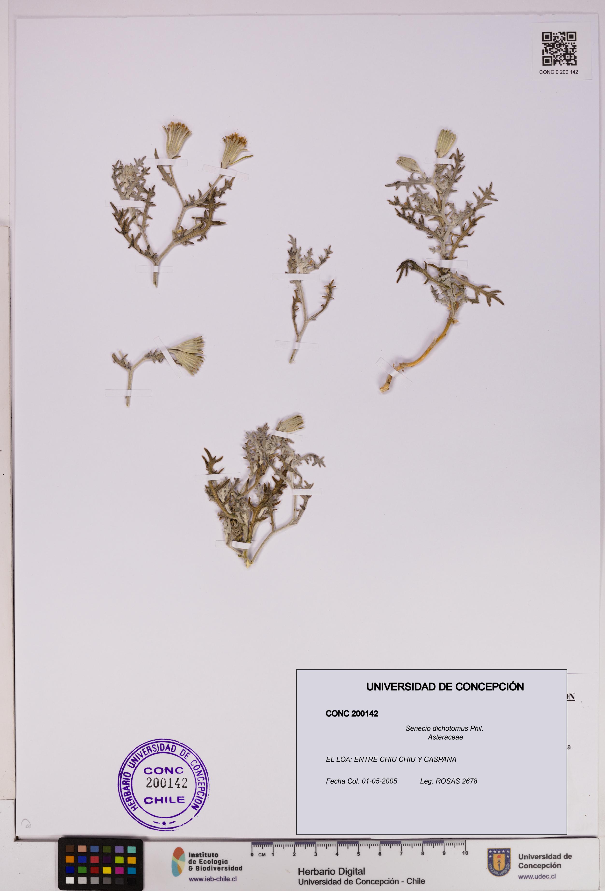 Senecio dichotomus [Espécimen: UDEC:CONC:0200142]
