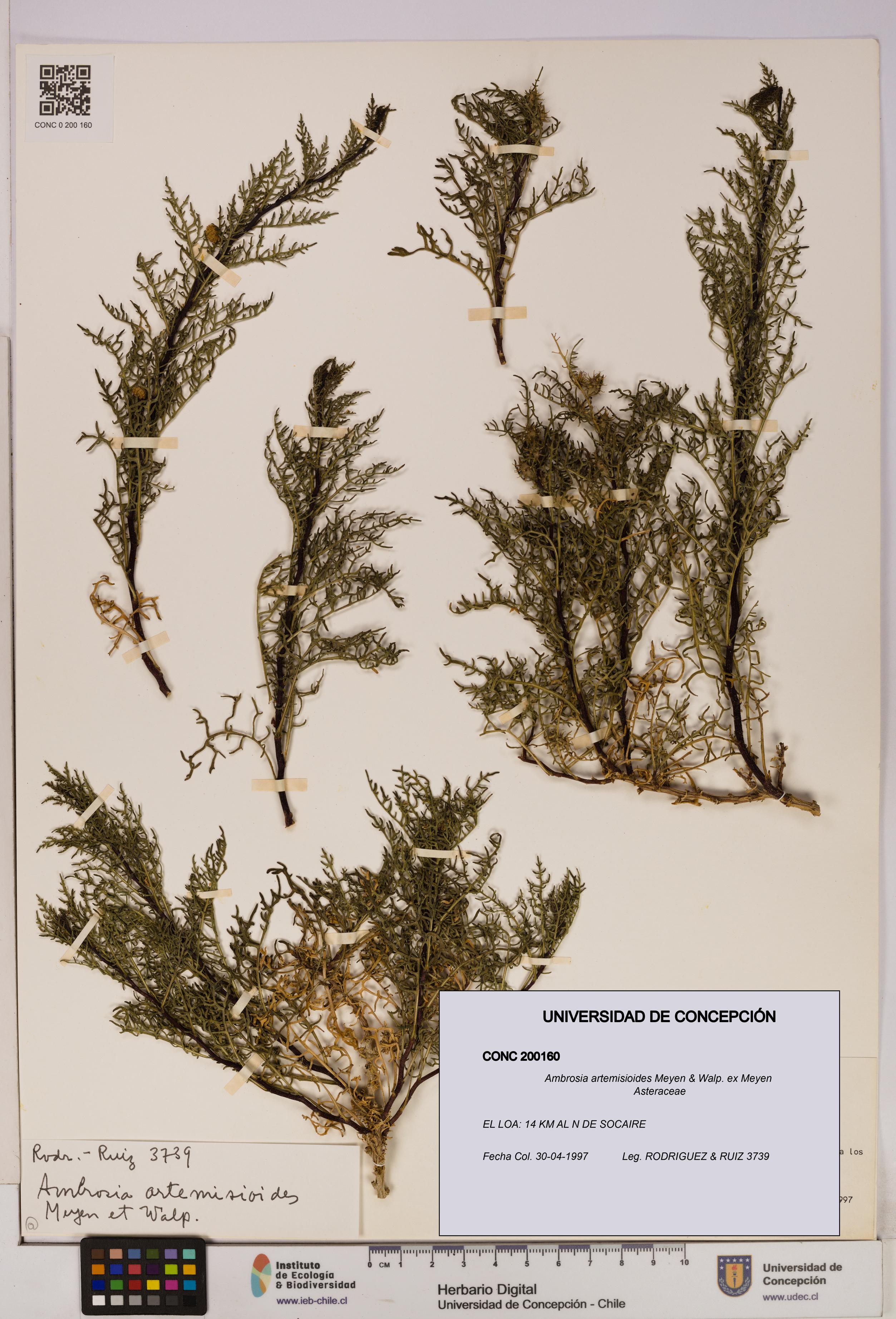 Ambrosia artemisioides [Espécimen: UDEC:CONC:0200160]