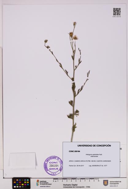 Helogyne apaloidea [Espécimen: UDEC:CONC:0200164]