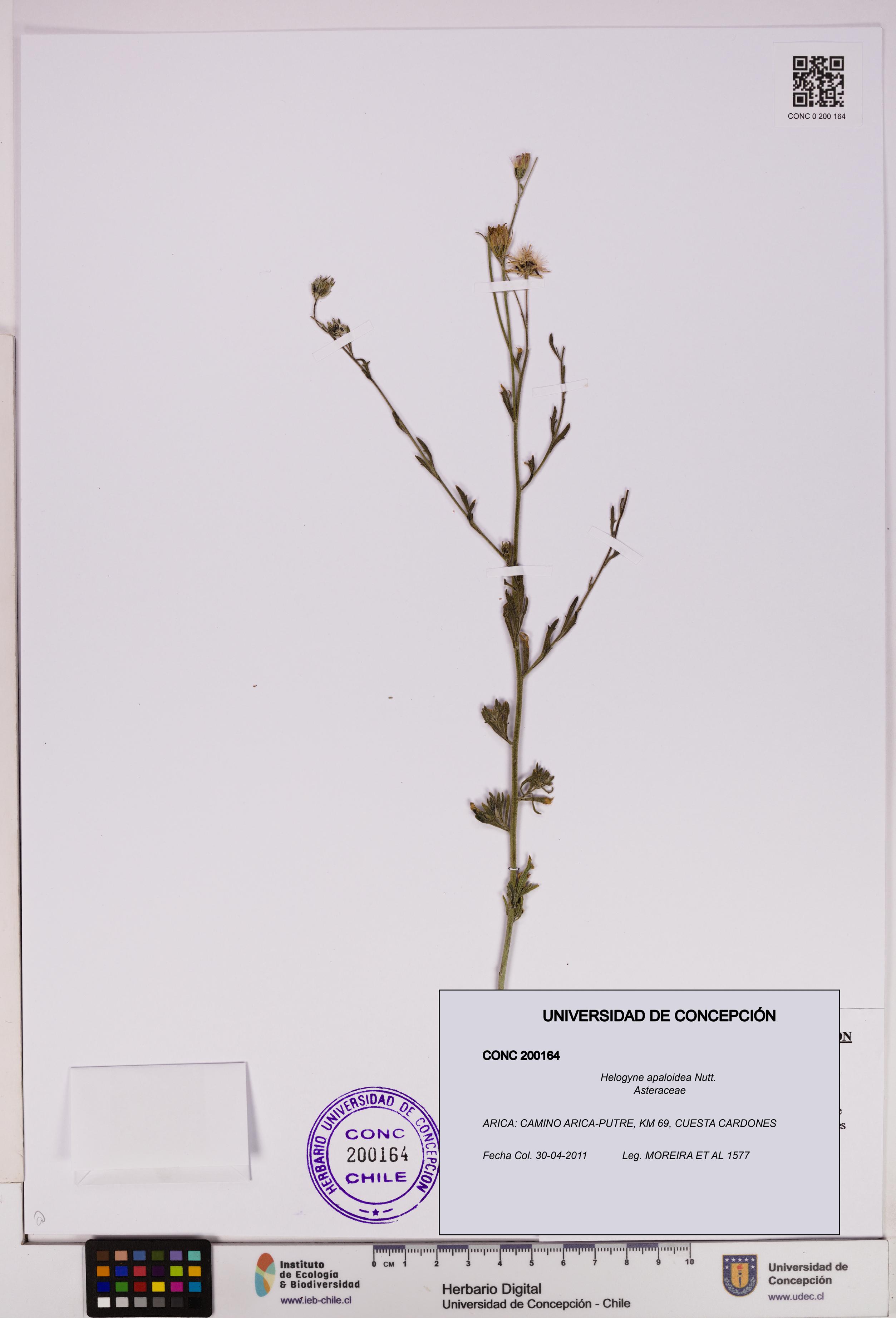 Helogyne apaloidea [Espécimen: UDEC:CONC:0200164]