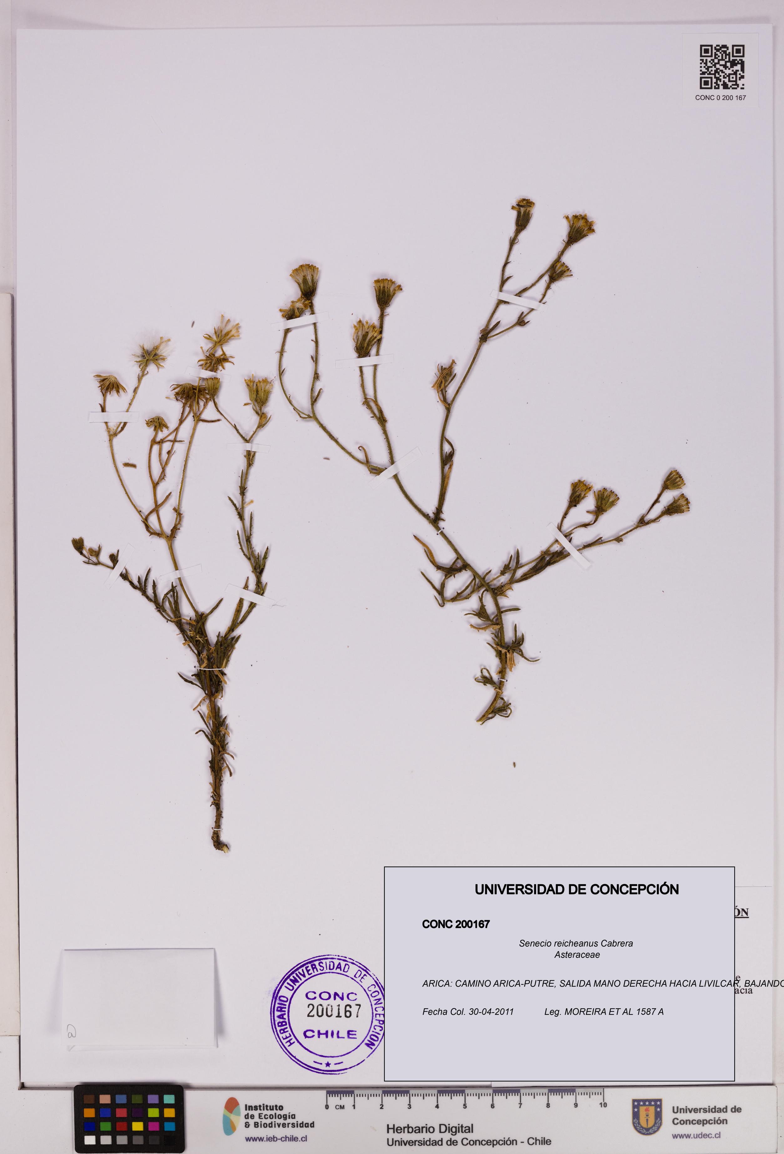 Senecio reicheanus [Espécimen: UDEC:CONC:0200167]
