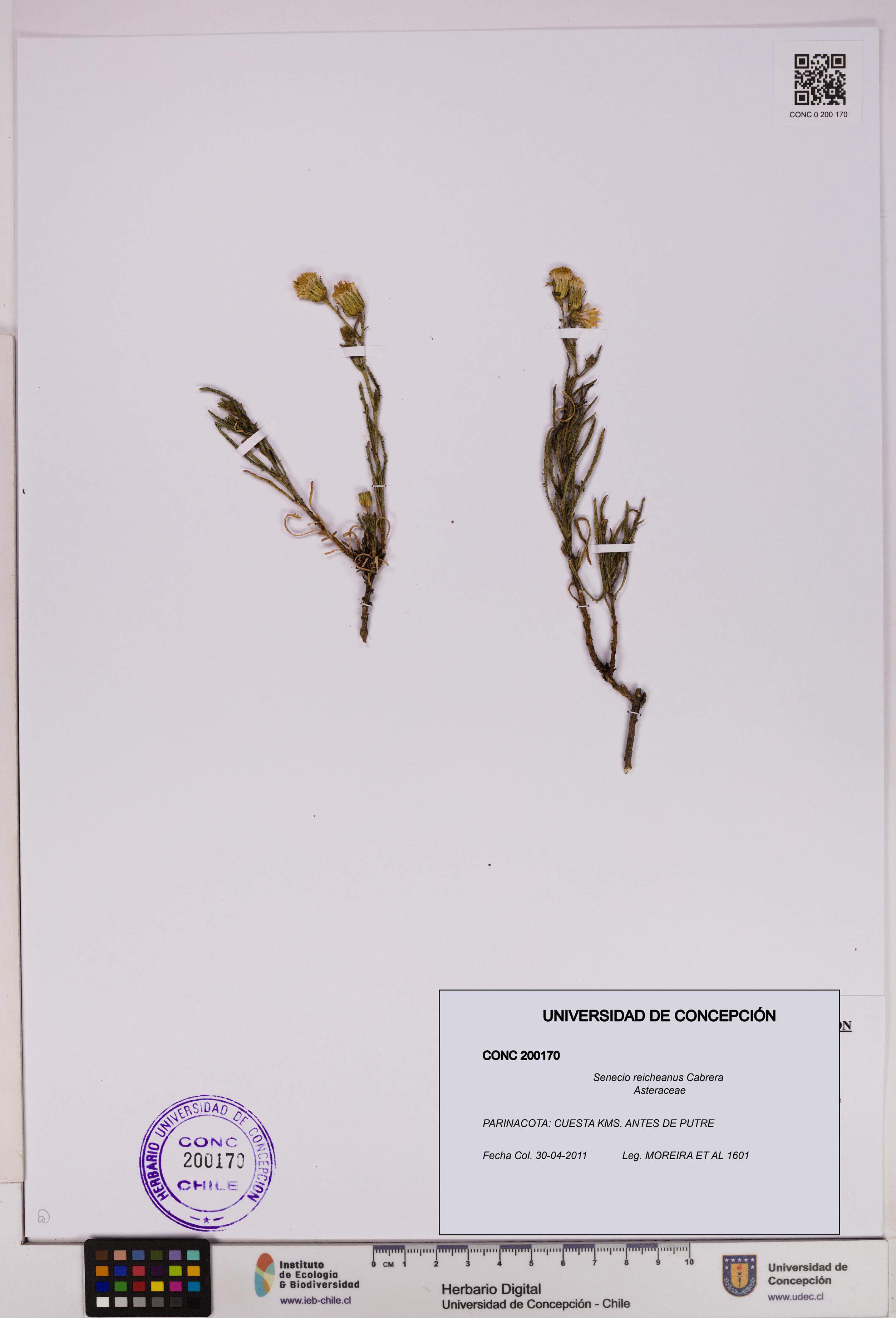 Senecio reicheanus [Espécimen: UDEC:CONC:0200170]