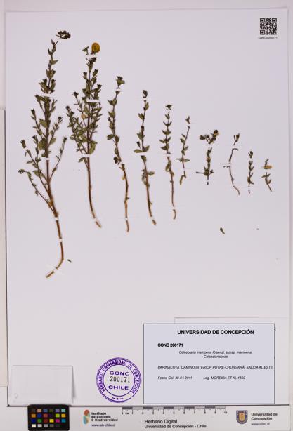 Calceolaria inamoena subsp. inamoena [Espécimen: UDEC:CONC:0200171]