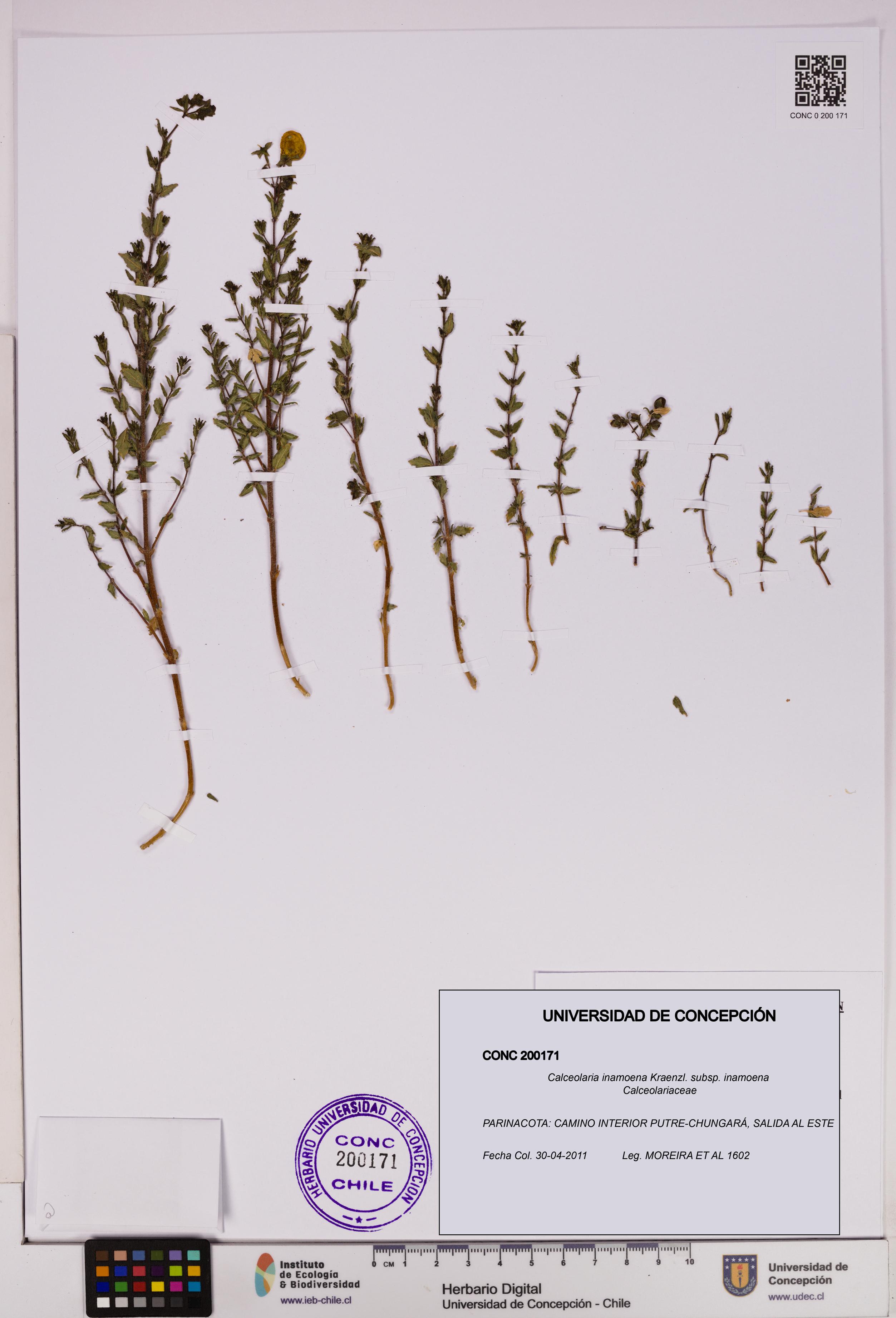 Calceolaria inamoena subsp. inamoena [Espécimen: UDEC:CONC:0200171]