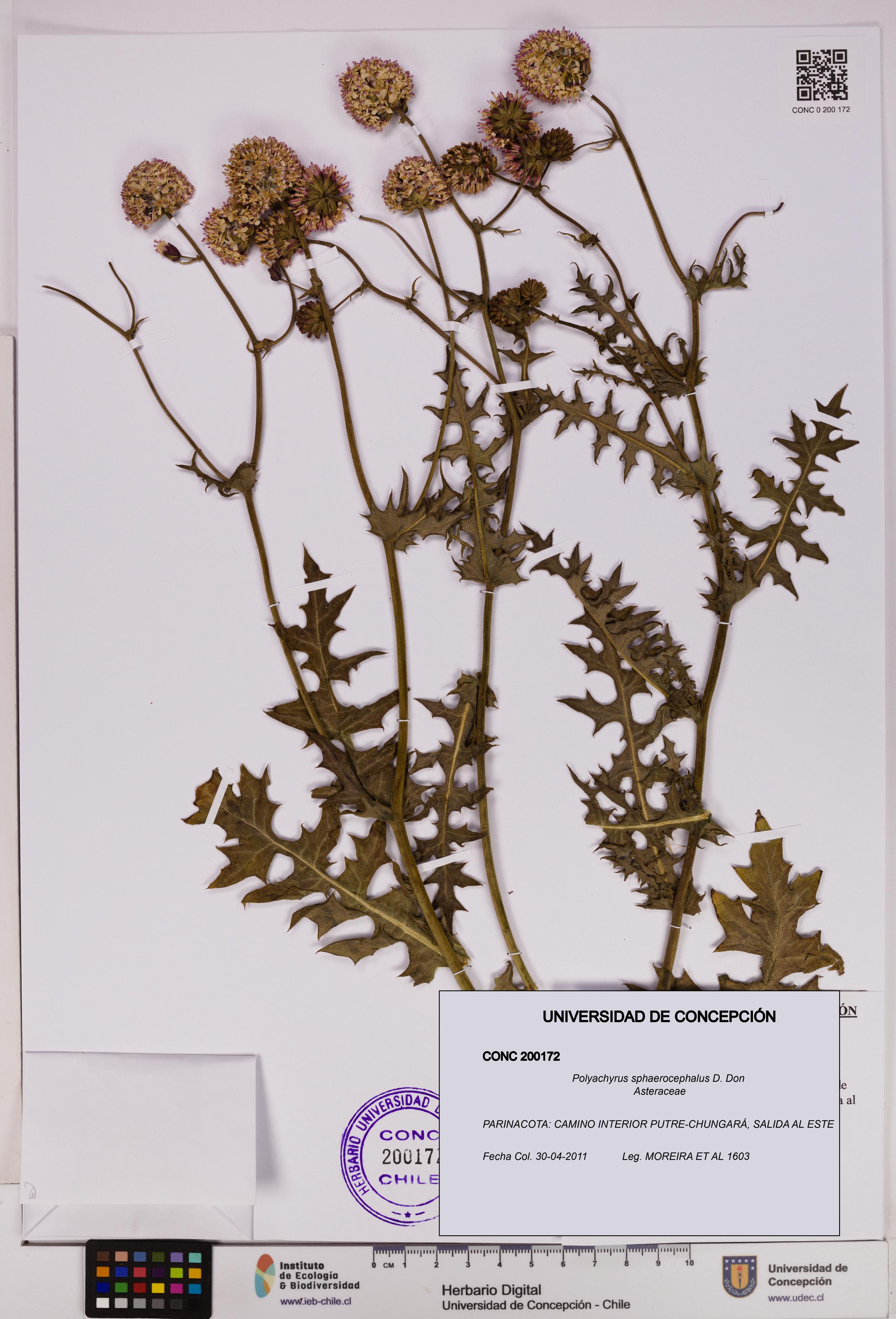 Polyachyrus sphaerocephalus [Espécimen: UDEC:CONC:0200172]