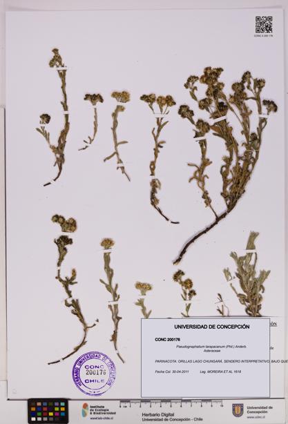 Pseudognaphalium tarapacanum [Espécimen: UDEC:CONC:0200176]