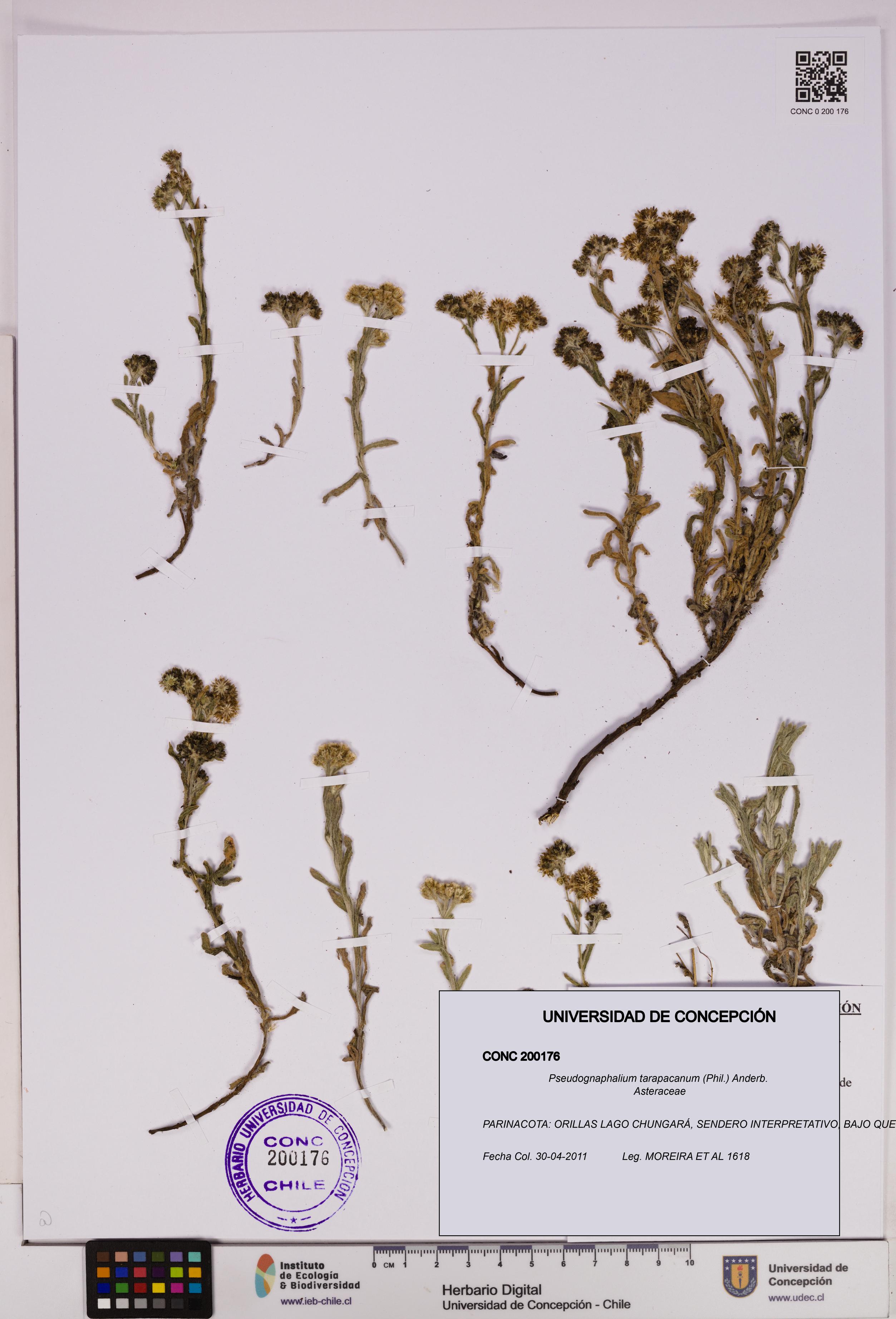 Pseudognaphalium tarapacanum [Espécimen: UDEC:CONC:0200176]