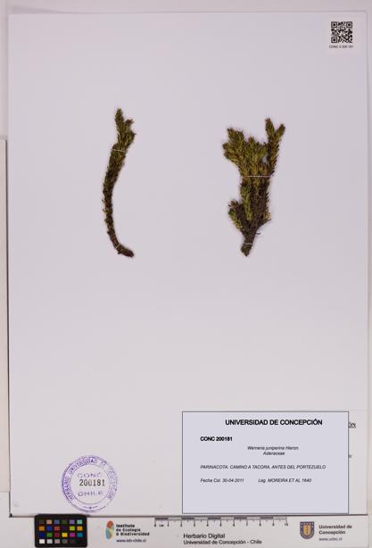 Werneria juniperina [Espécimen: UDEC:CONC:0200181]
