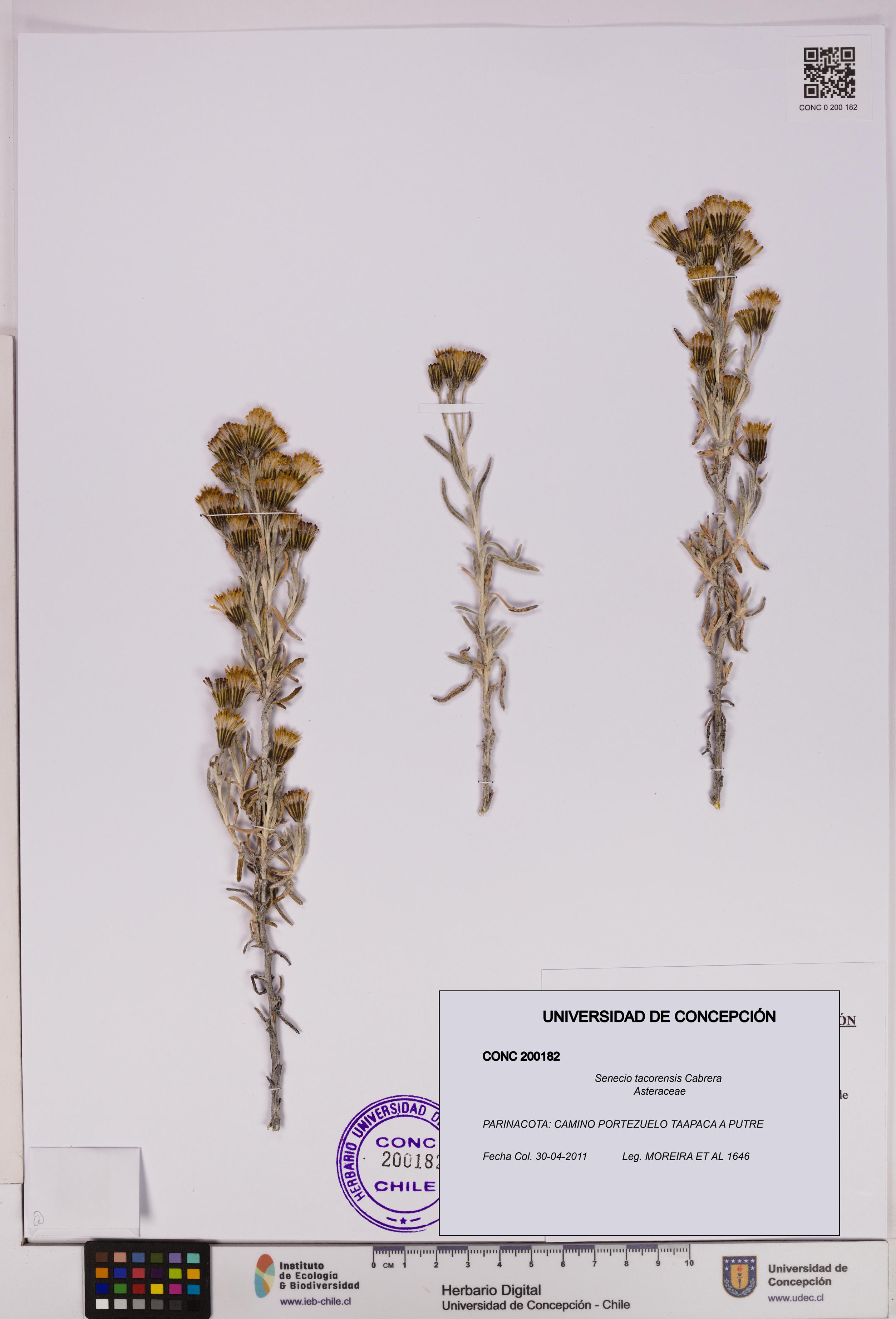 Senecio tacorensis [Espécimen: UDEC:CONC:0200182]