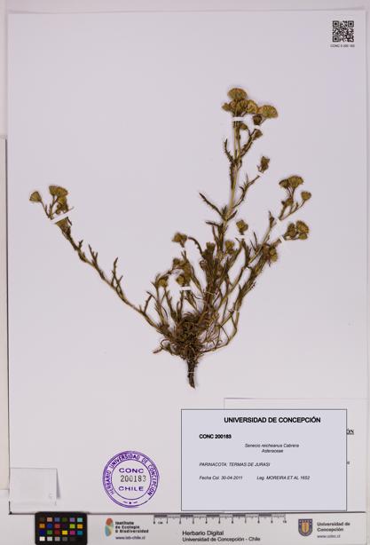 Senecio reicheanus [Espécimen: UDEC:CONC:0200183]