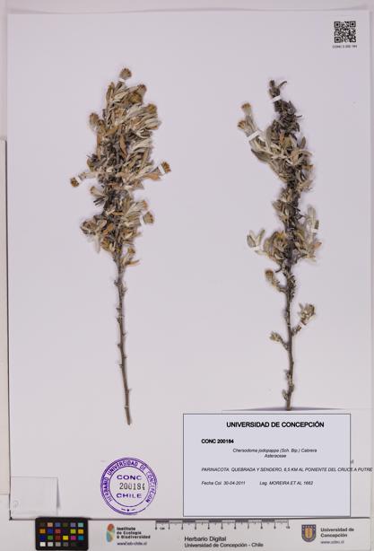 Chersodoma jodopappa [Espécimen: UDEC:CONC:0200184]