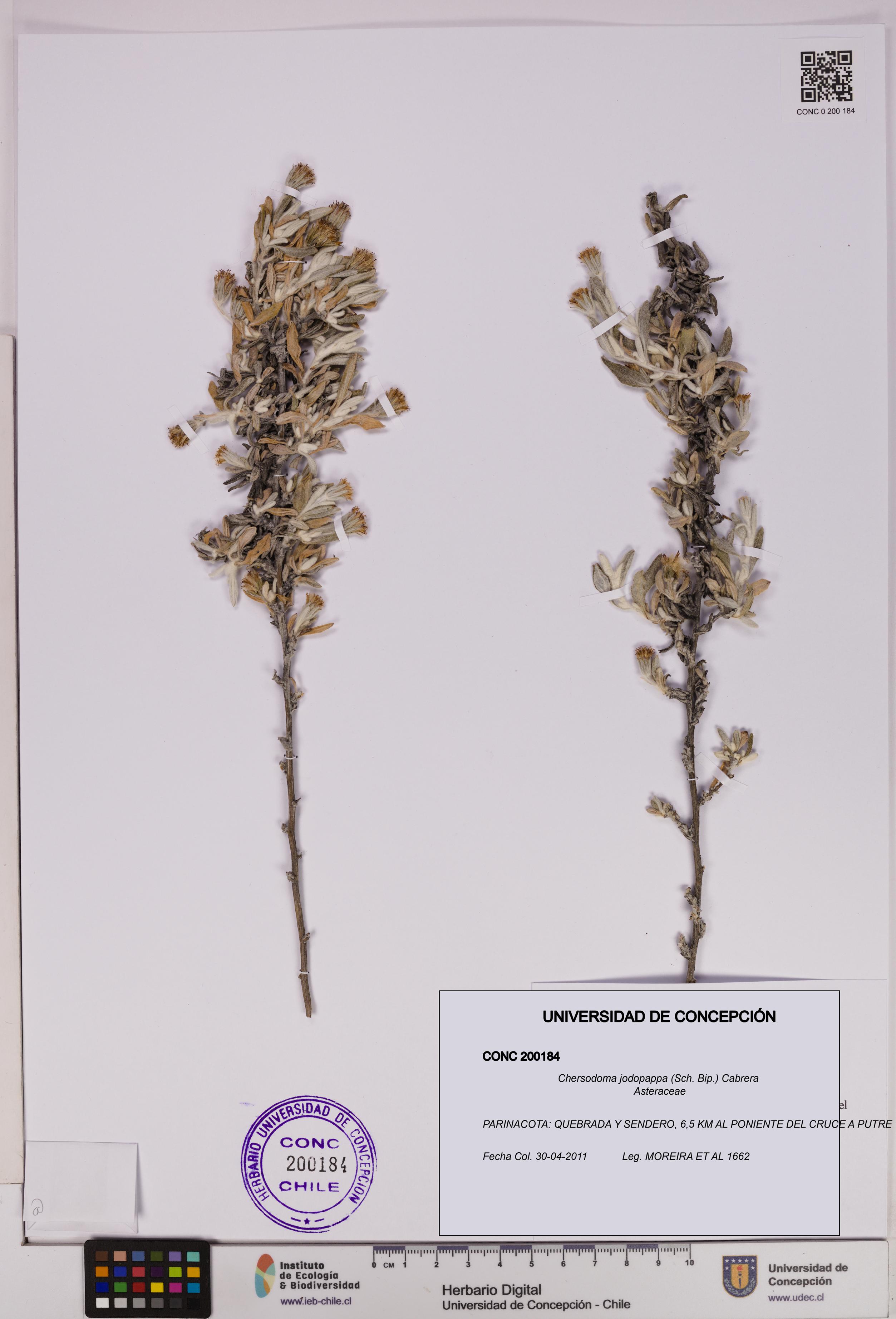 Chersodoma jodopappa [Espécimen: UDEC:CONC:0200184]