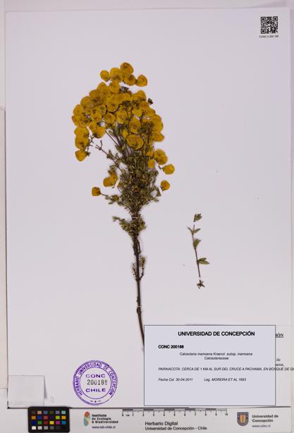 Calceolaria inamoena subsp. inamoena [Espécimen: UDEC:CONC:0200188]