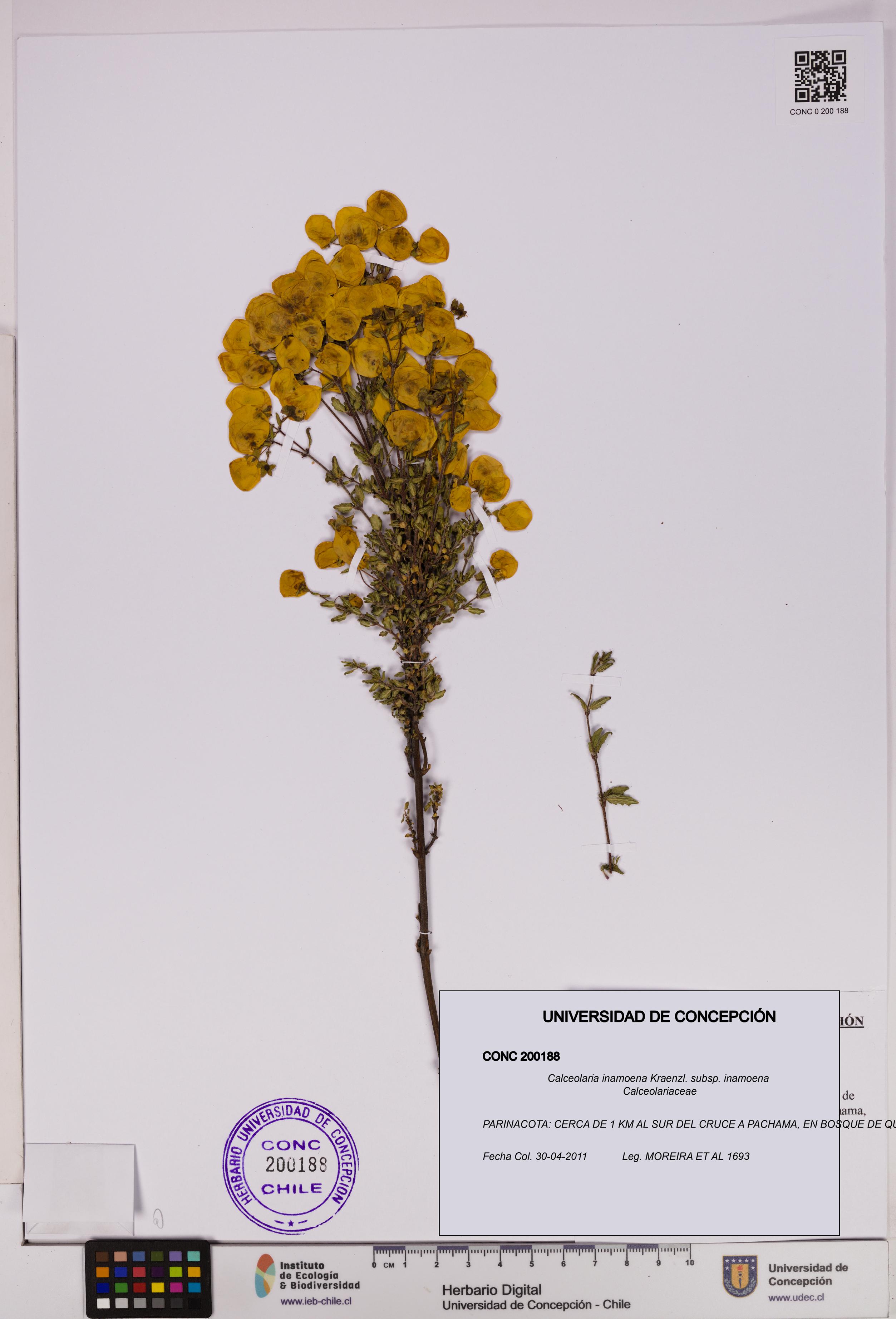 Calceolaria inamoena subsp. inamoena [Espécimen: UDEC:CONC:0200188]