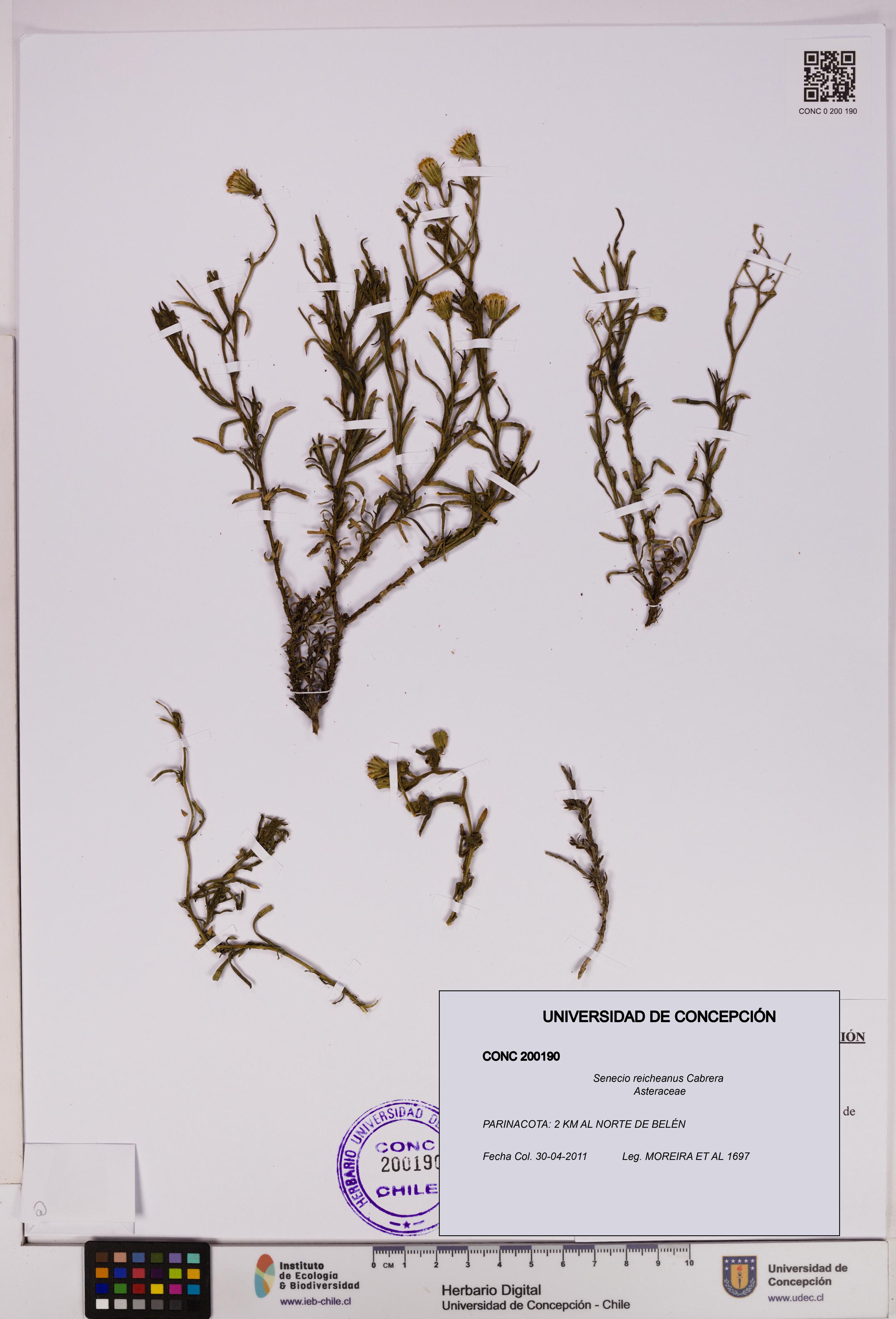 Senecio reicheanus [Espécimen: UDEC:CONC:0200190]