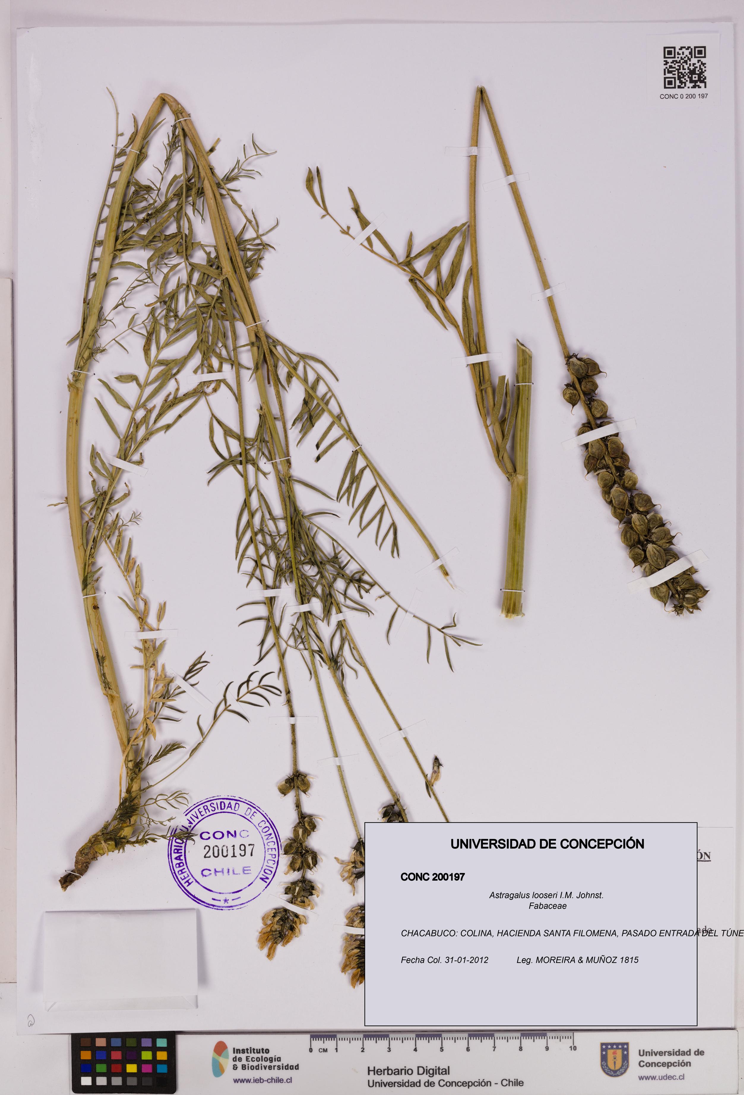 Astragalus looseri [Espécimen: UDEC:CONC:0200197]