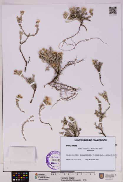 Belloa eriophora [Espécimen: UDEC:CONC:0200200]