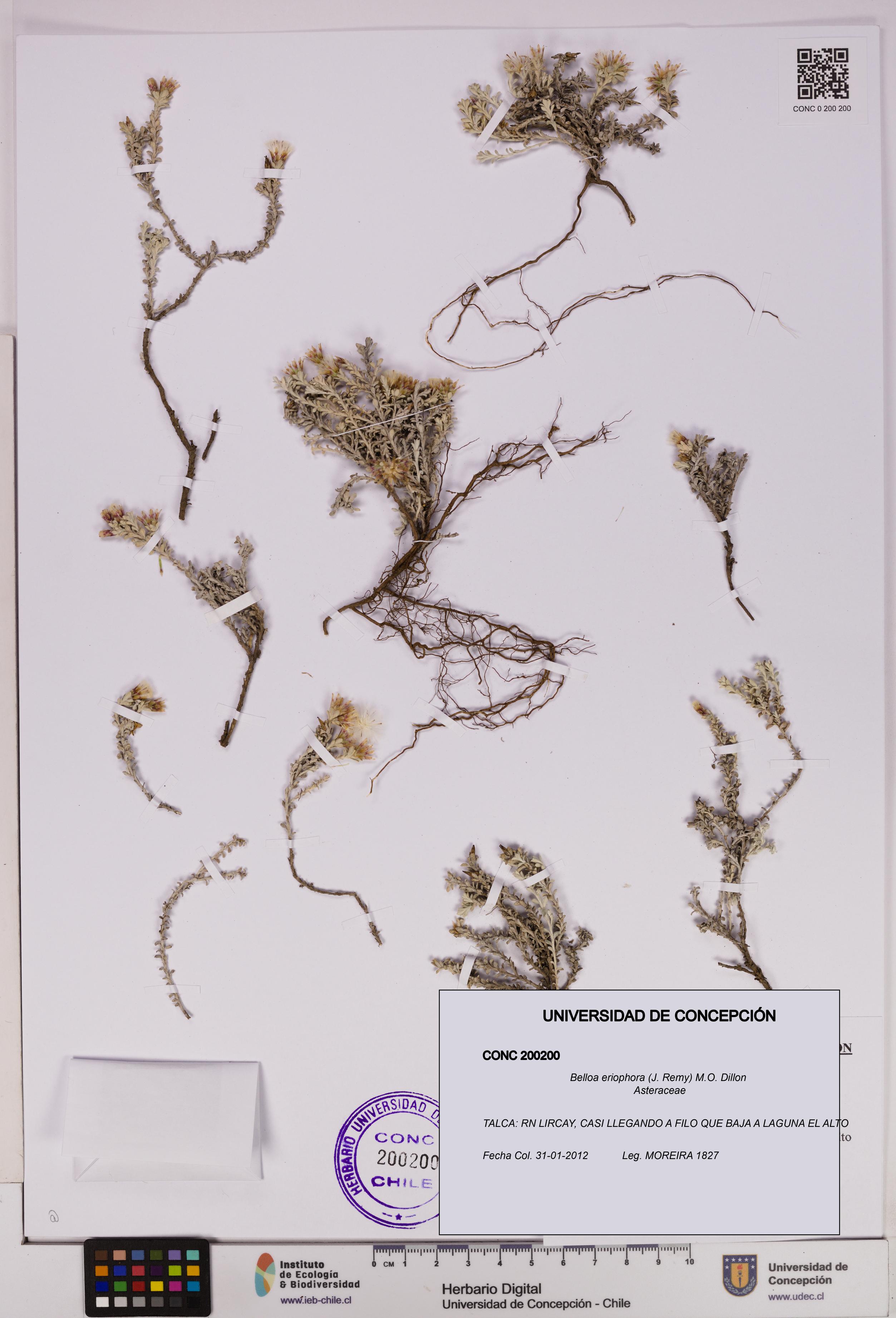 Belloa eriophora [Espécimen: UDEC:CONC:0200200]