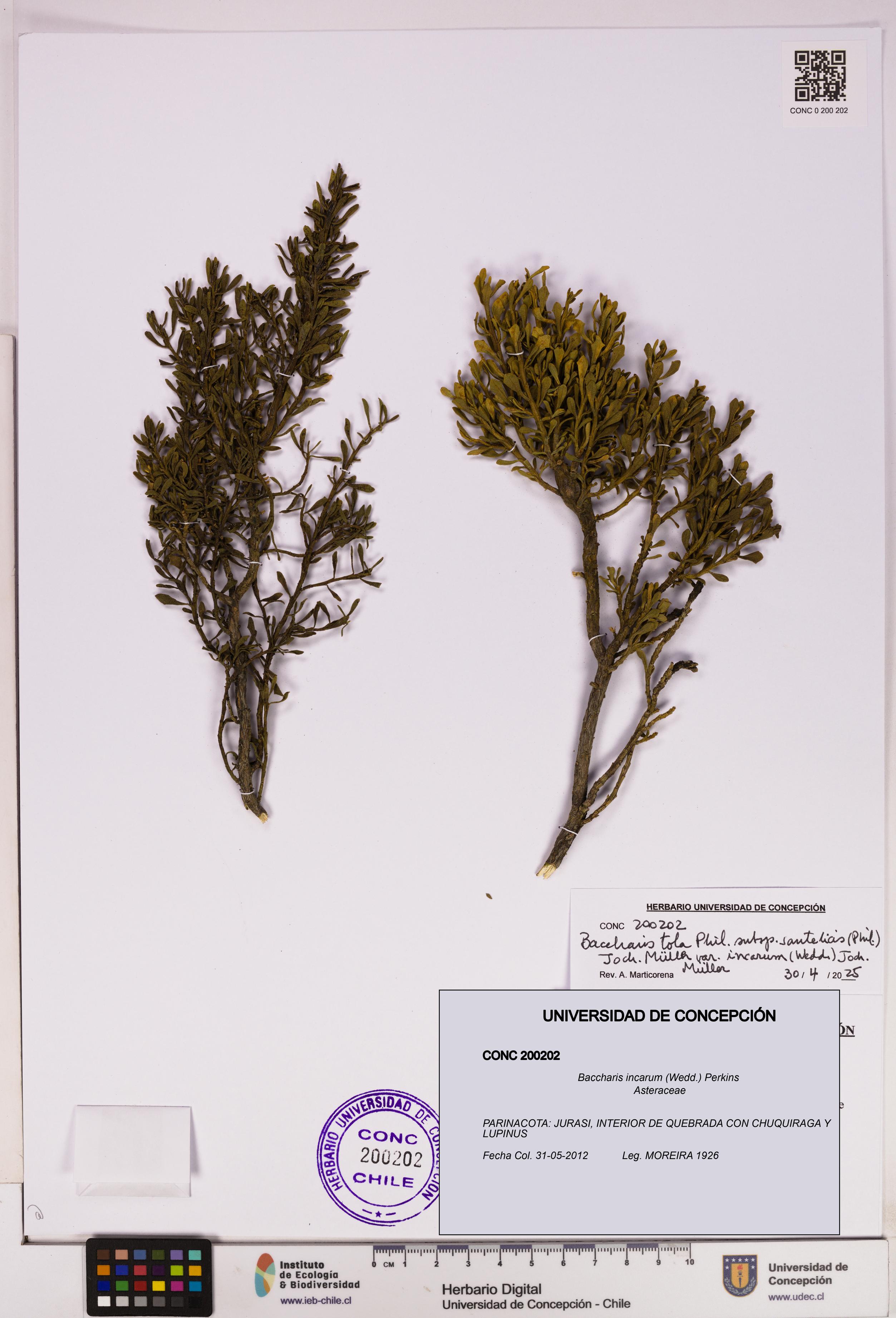 Baccharis incarum [Espécimen: UDEC:CONC:0200202]
