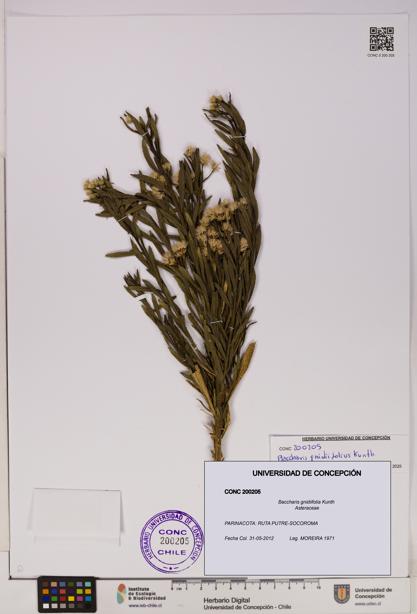 Baccharis gnidiifolia [Espécimen: UDEC:CONC:0200205]