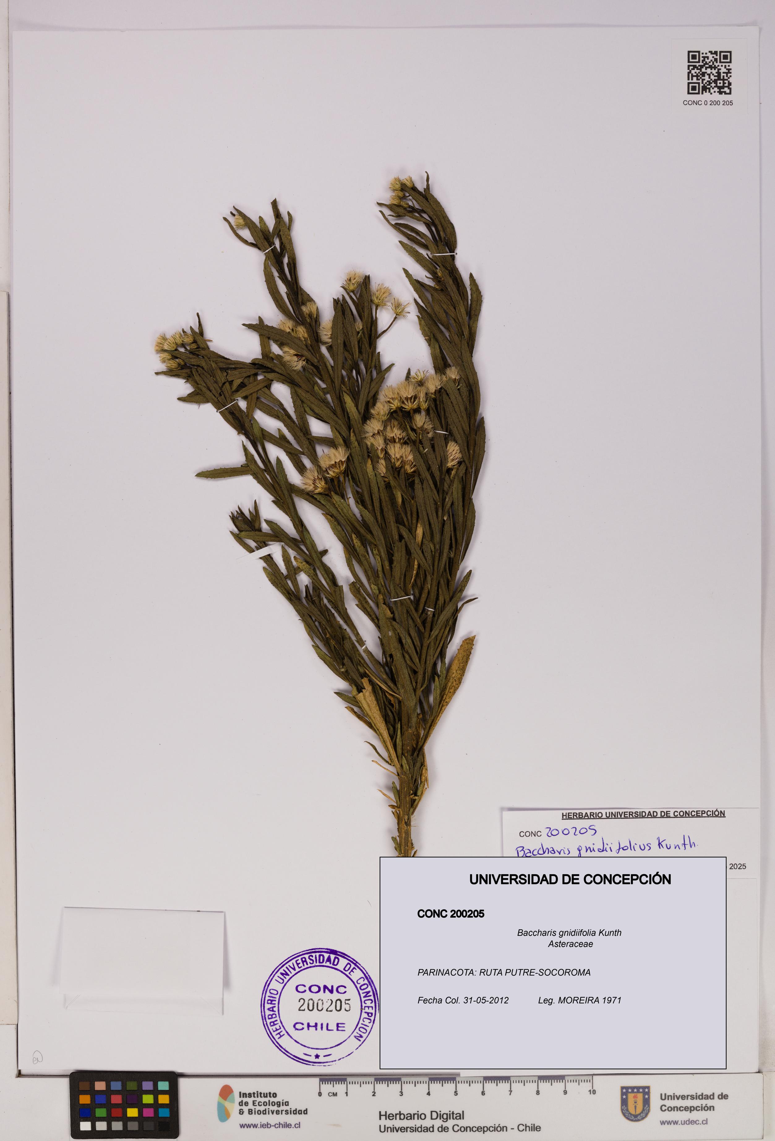Baccharis gnidiifolia [Espécimen: UDEC:CONC:0200205]