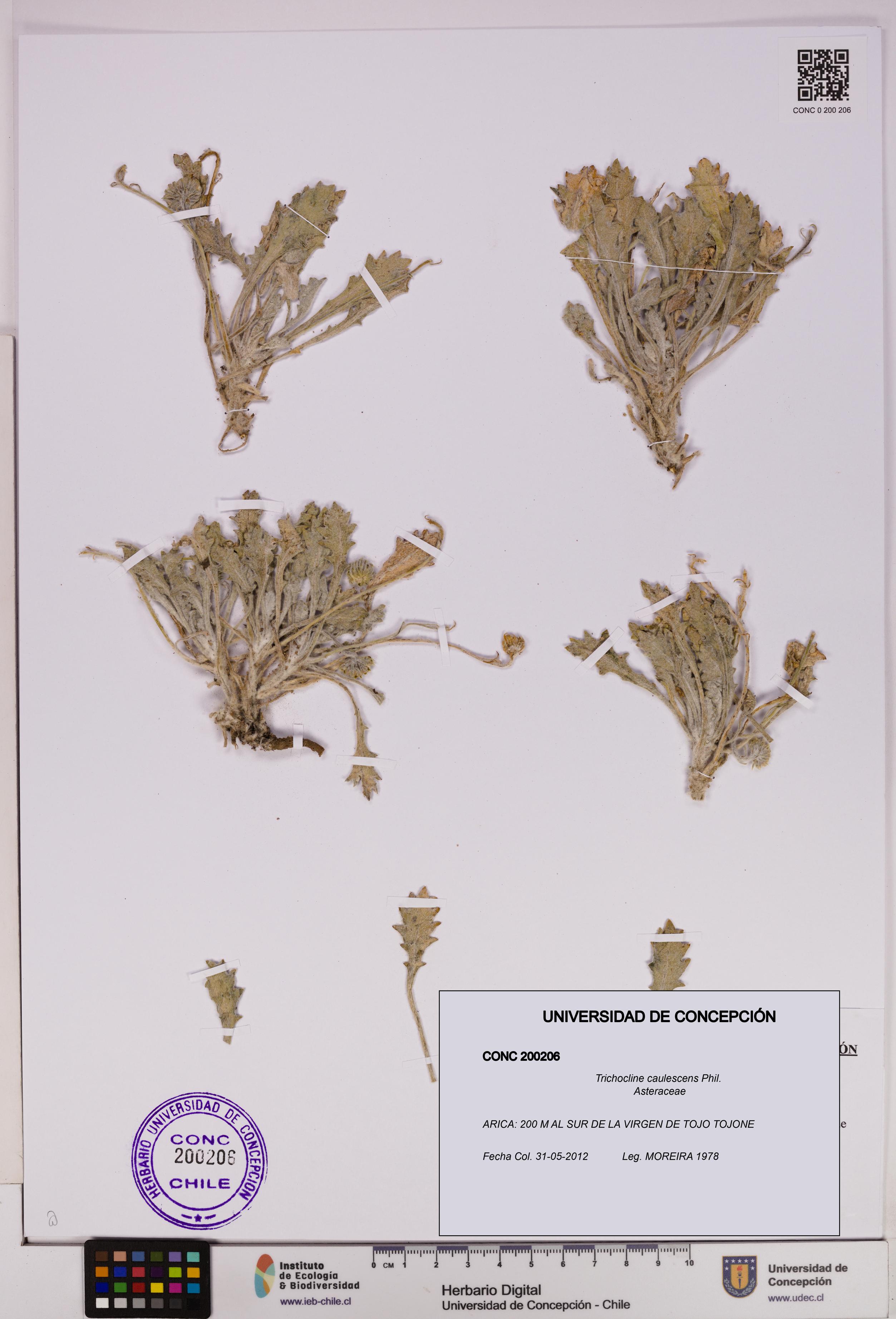 Trichocline caulescens [Espécimen: UDEC:CONC:0200206]