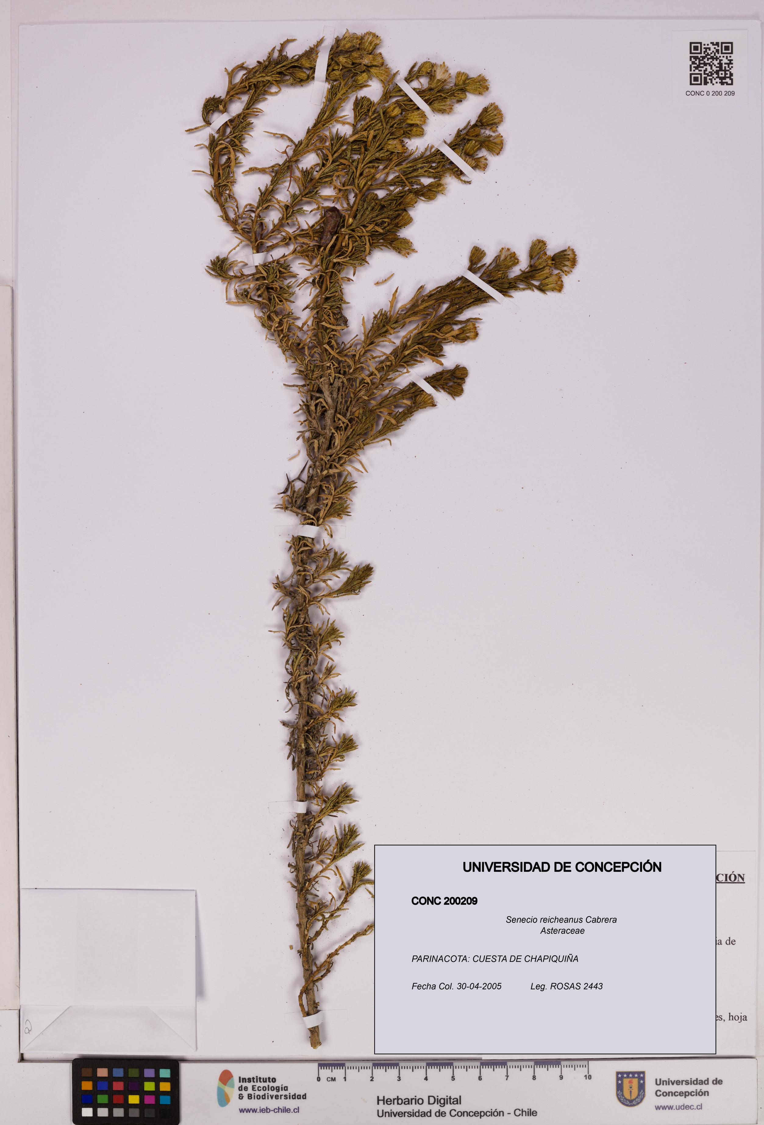 Senecio reicheanus [Espécimen: UDEC:CONC:0200209]
