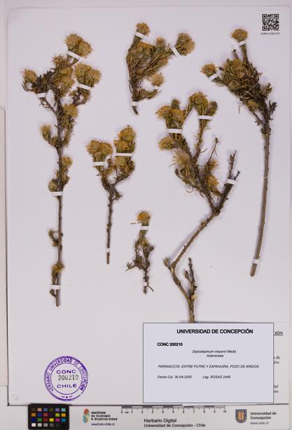 Diplostephium meyenii [Espécimen: UDEC:CONC:0200210]