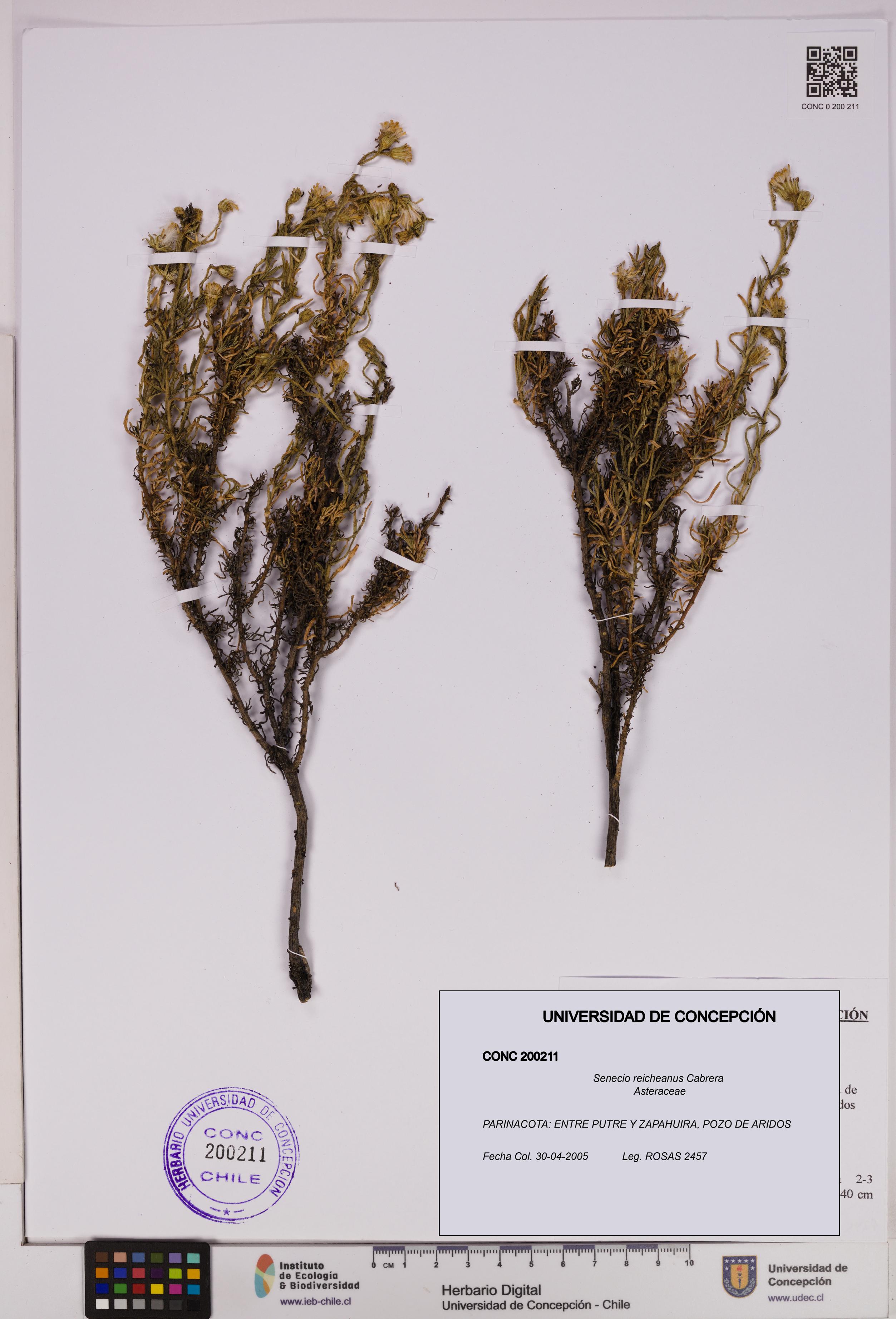 Senecio reicheanus [Espécimen: UDEC:CONC:0200211]