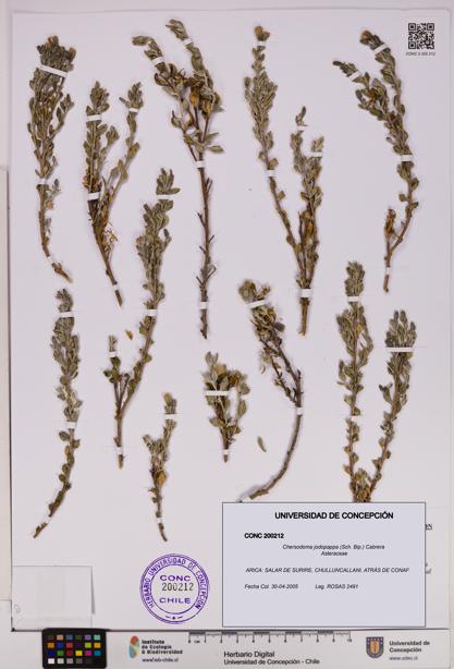 Chersodoma jodopappa [Espécimen: UDEC:CONC:0200212]
