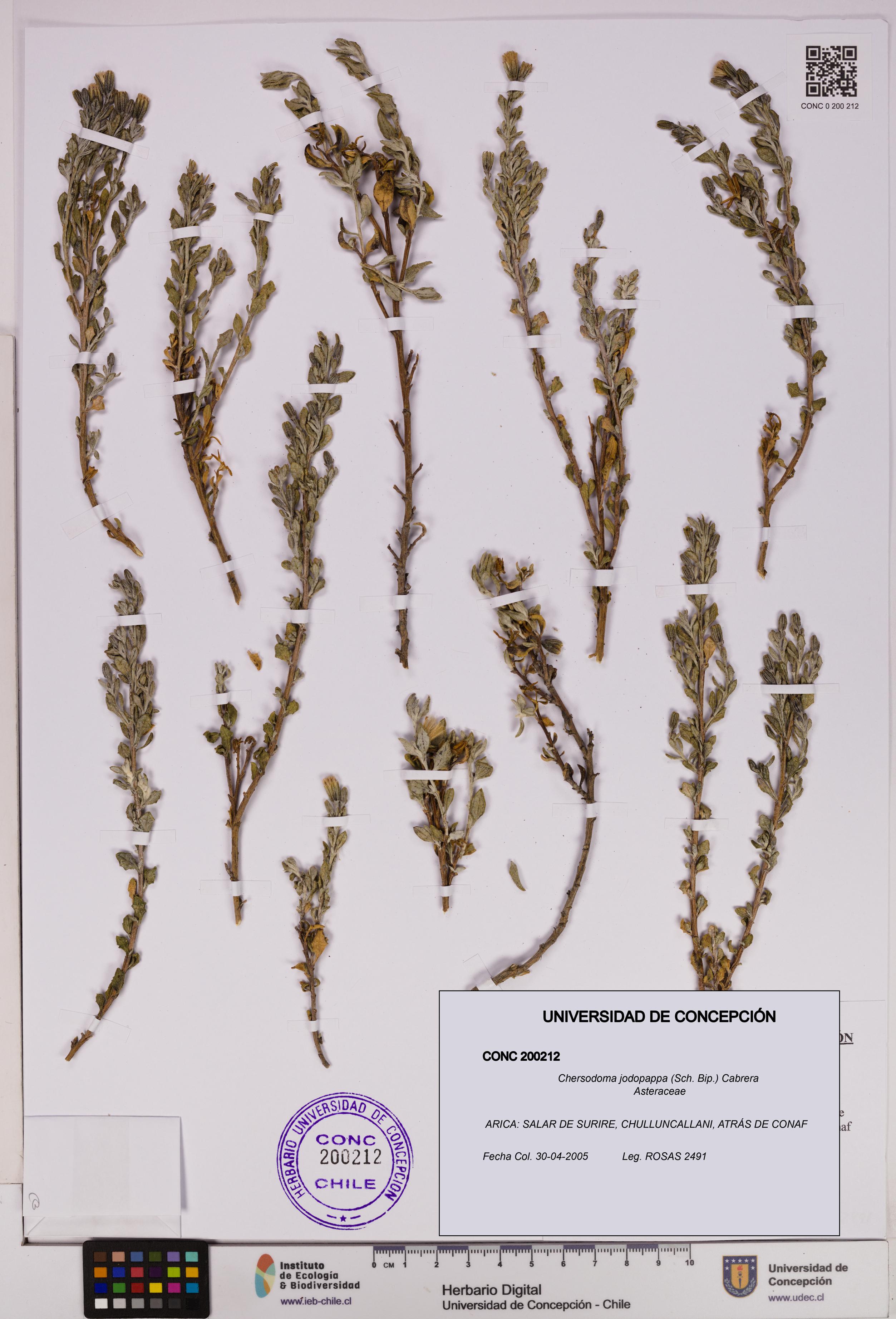 Chersodoma jodopappa [Espécimen: UDEC:CONC:0200212]