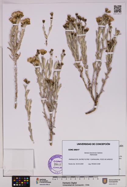 Senecio tacorensis [Espécimen: UDEC:CONC:0200217]