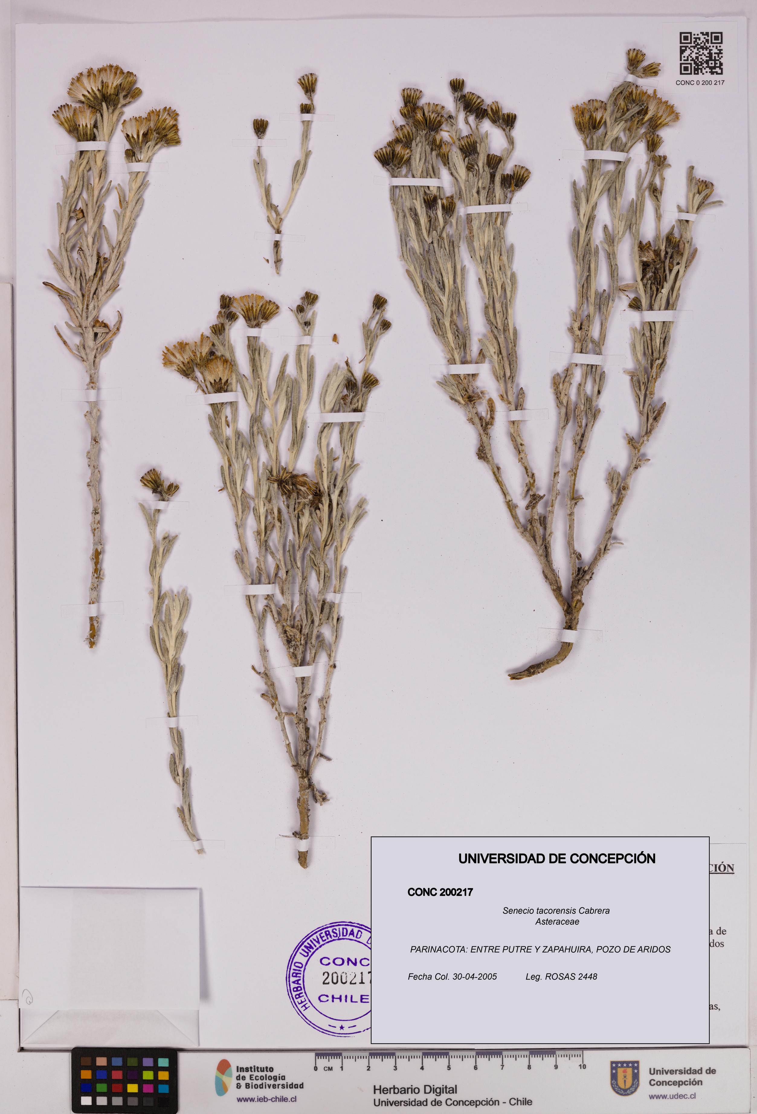 Senecio tacorensis [Espécimen: UDEC:CONC:0200217]
