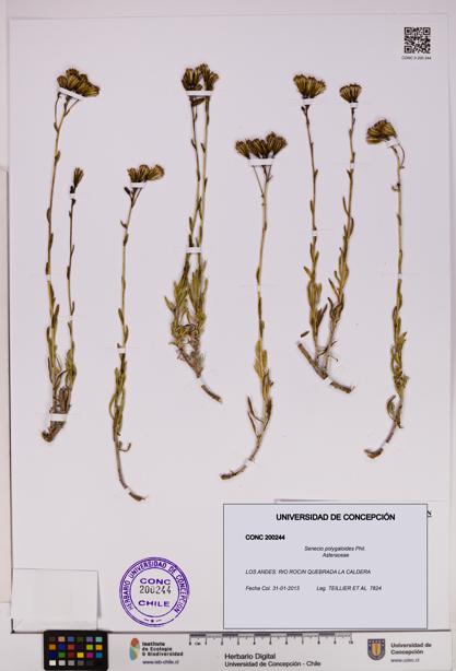 Senecio polygaloides [Espécimen: UDEC:CONC:0200244]