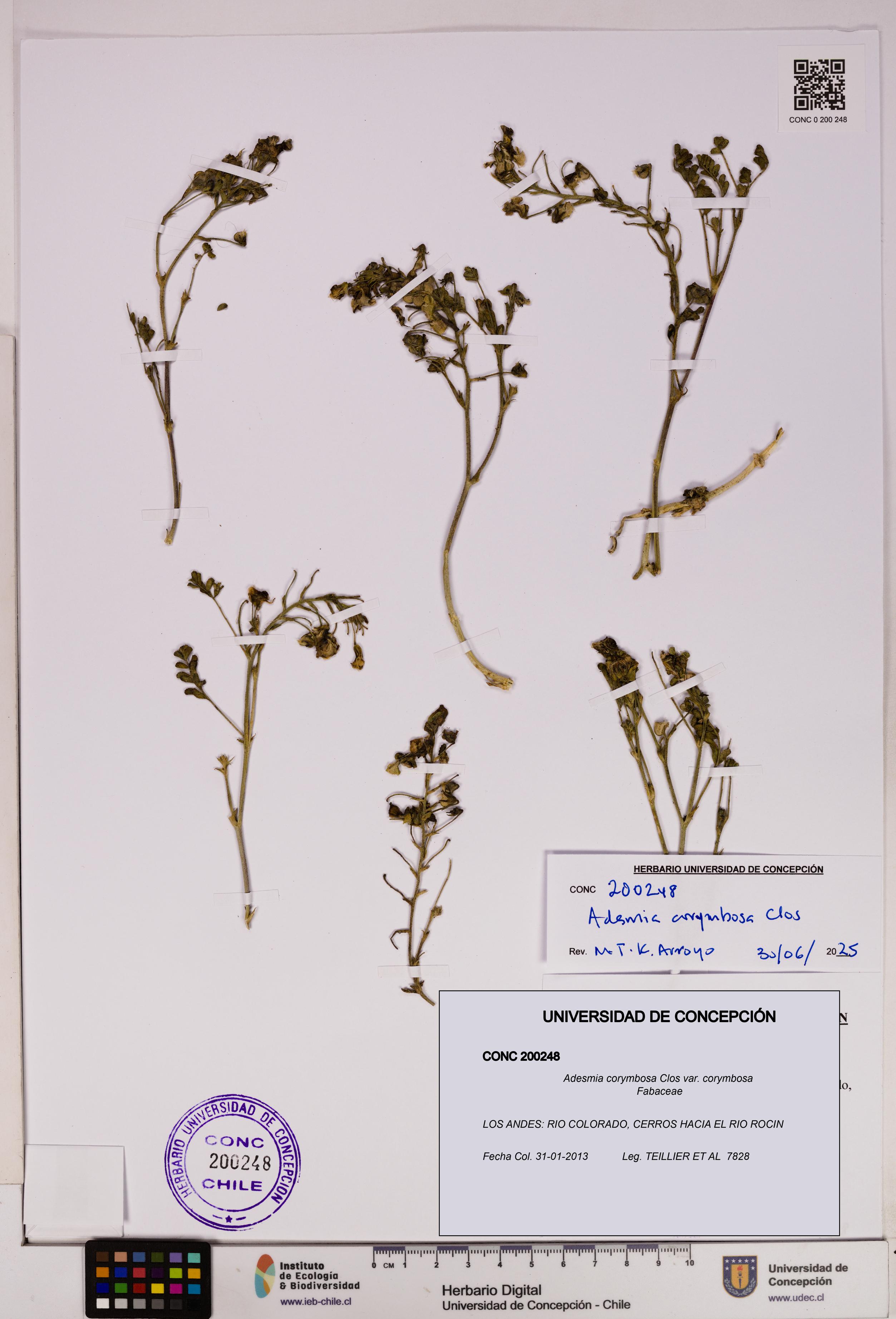 Adesmia corymbosa var. corymbosa [Espécimen: UDEC:CONC:0200248]