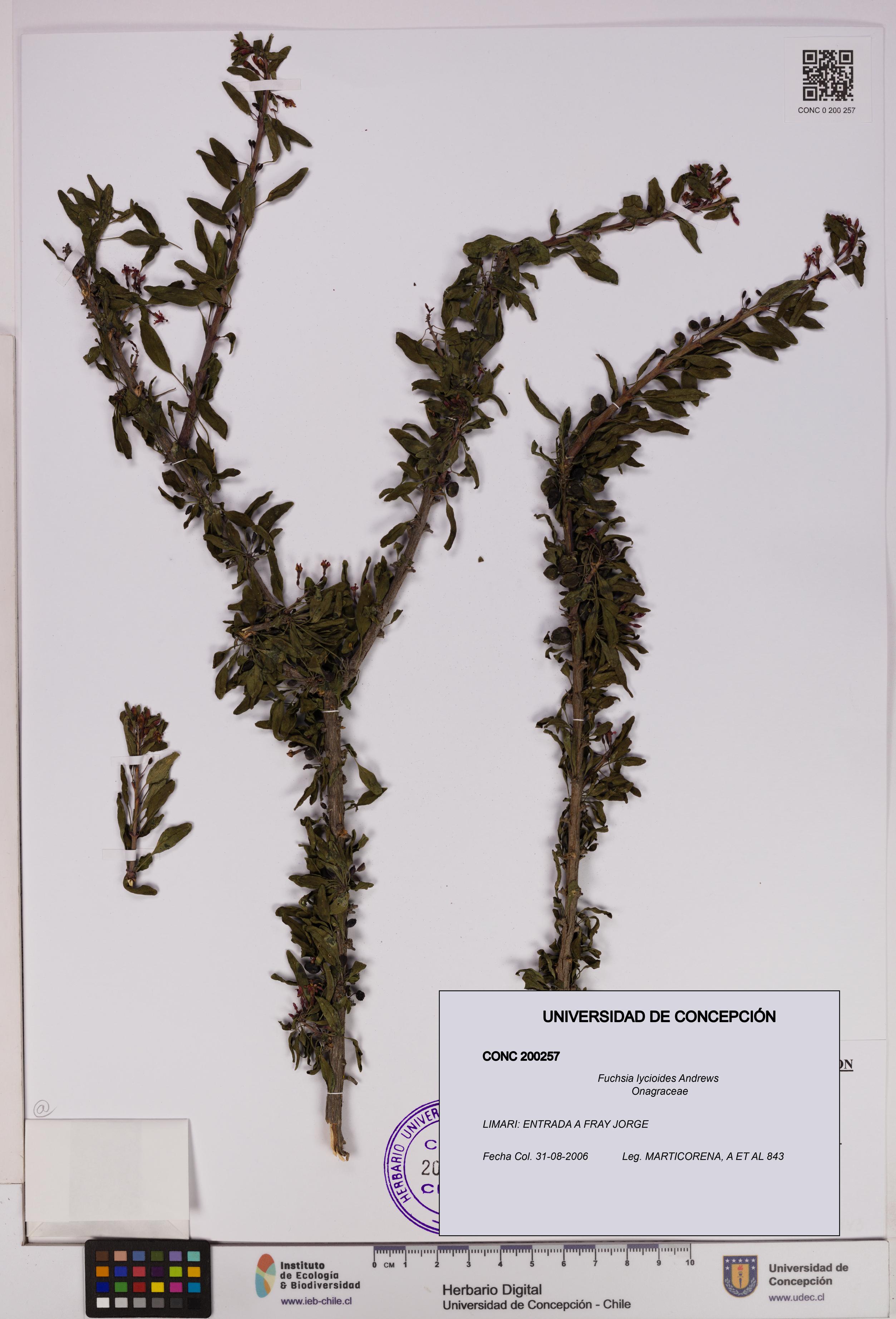 Fuchsia lycioides [Espécimen: UDEC:CONC:0200257]