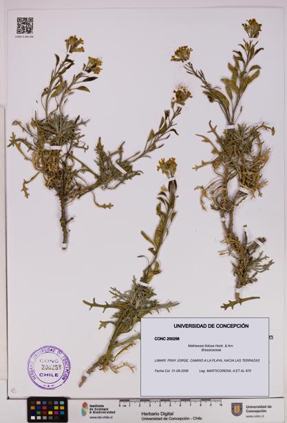 Mathewsia foliosa [Espécimen: UDEC:CONC:0200258]