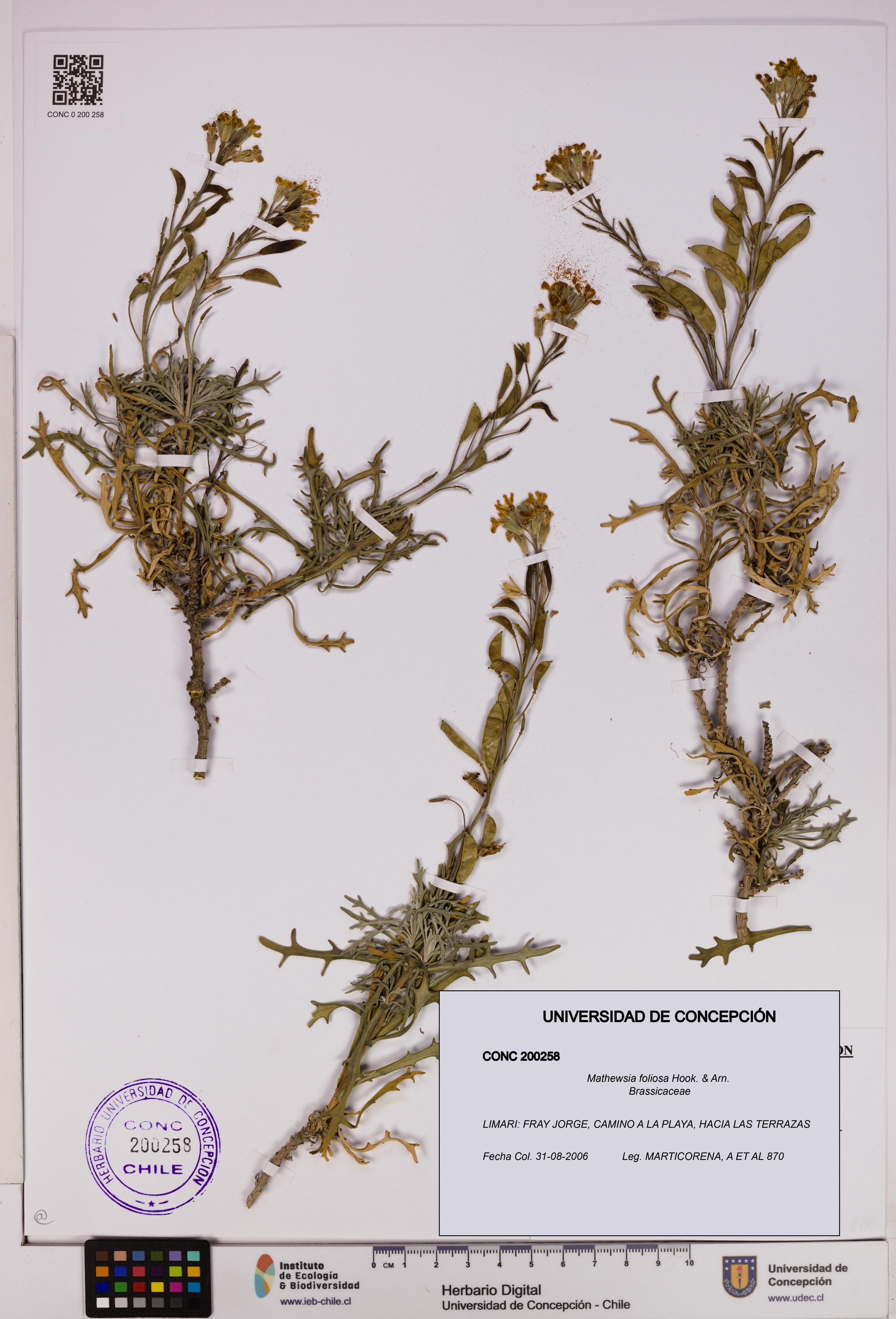 Mathewsia foliosa [Espécimen: UDEC:CONC:0200258]