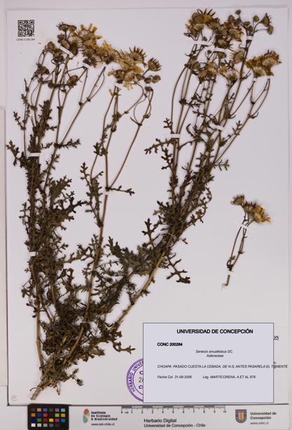 Senecio sinuatilobus [Espécimen: UDEC:CONC:0200264]