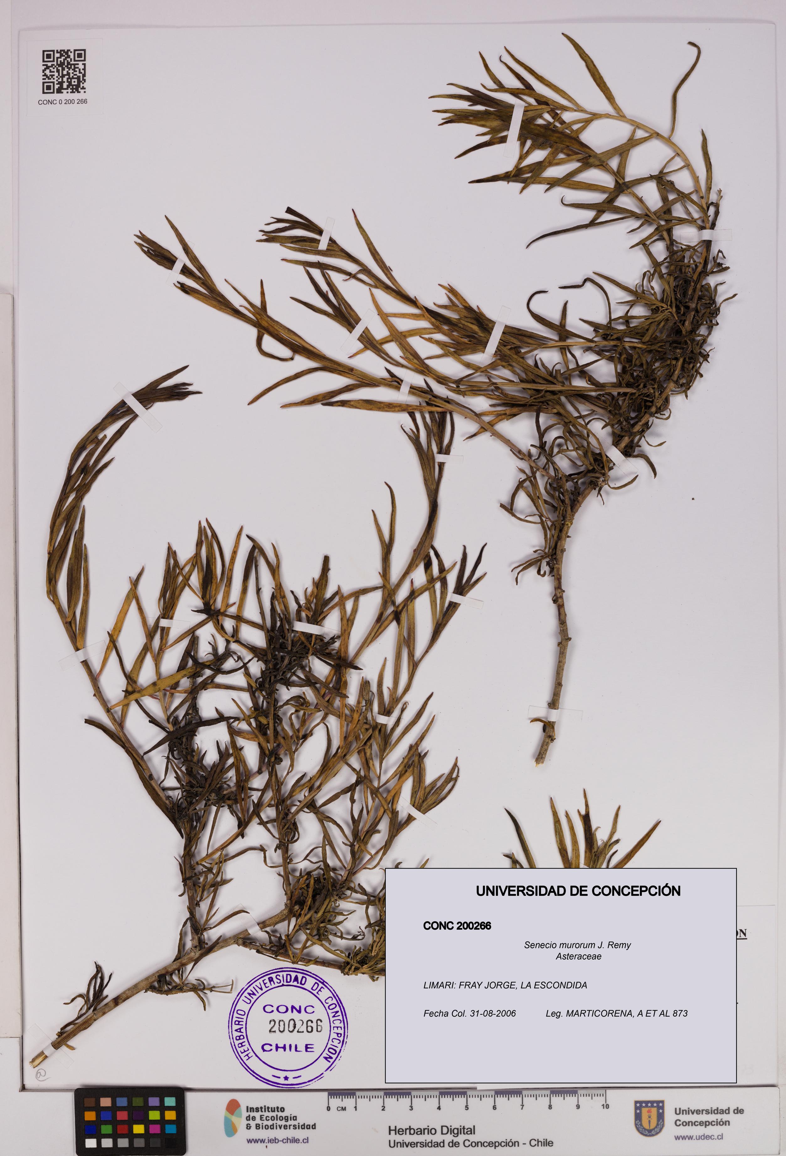 Senecio murorum [Espécimen: UDEC:CONC:0200266]