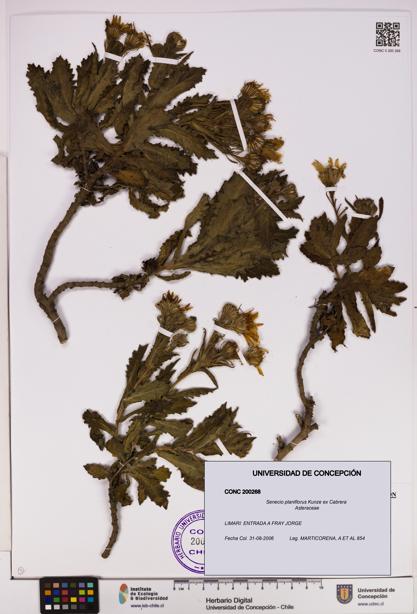 Senecio planiflorus [Espécimen: UDEC:CONC:0200268]