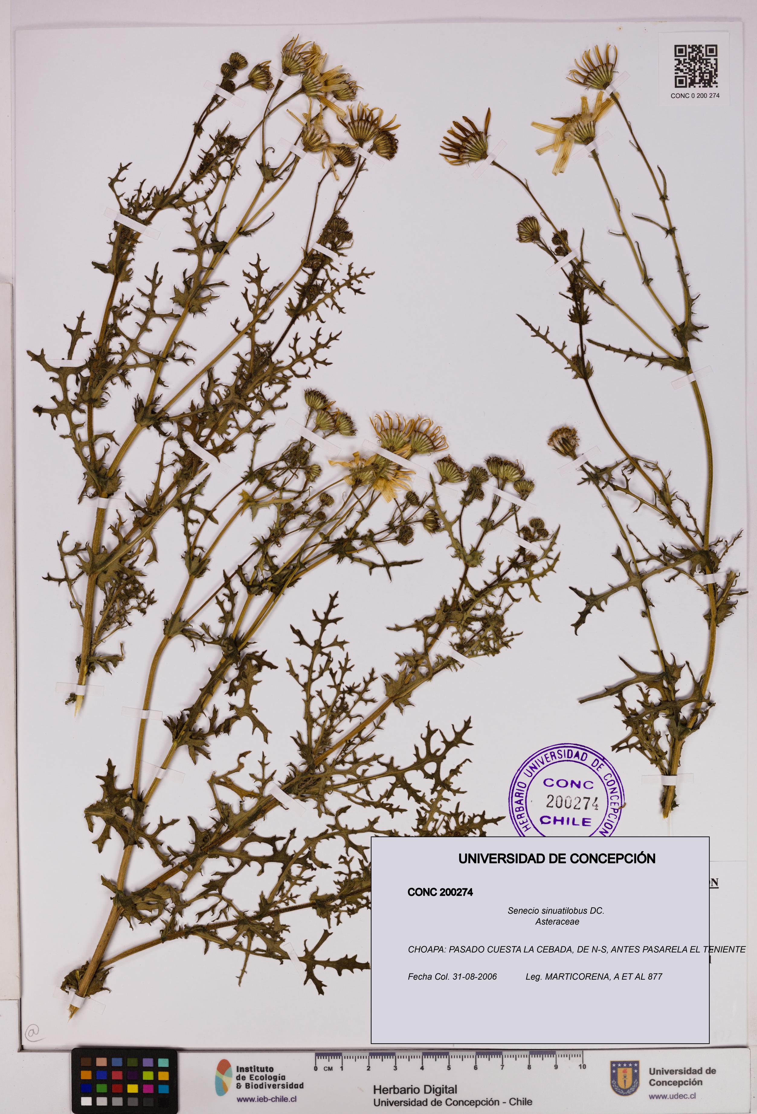 Senecio sinuatilobus [Espécimen: UDEC:CONC:0200274]