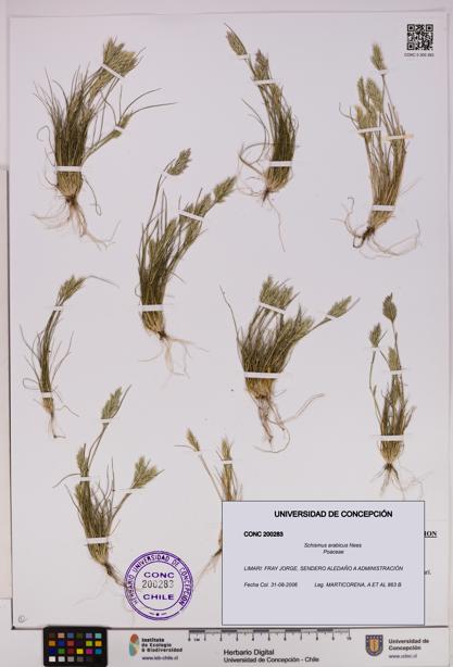 Schismus arabicus [Espécimen: UDEC:CONC:0200283]