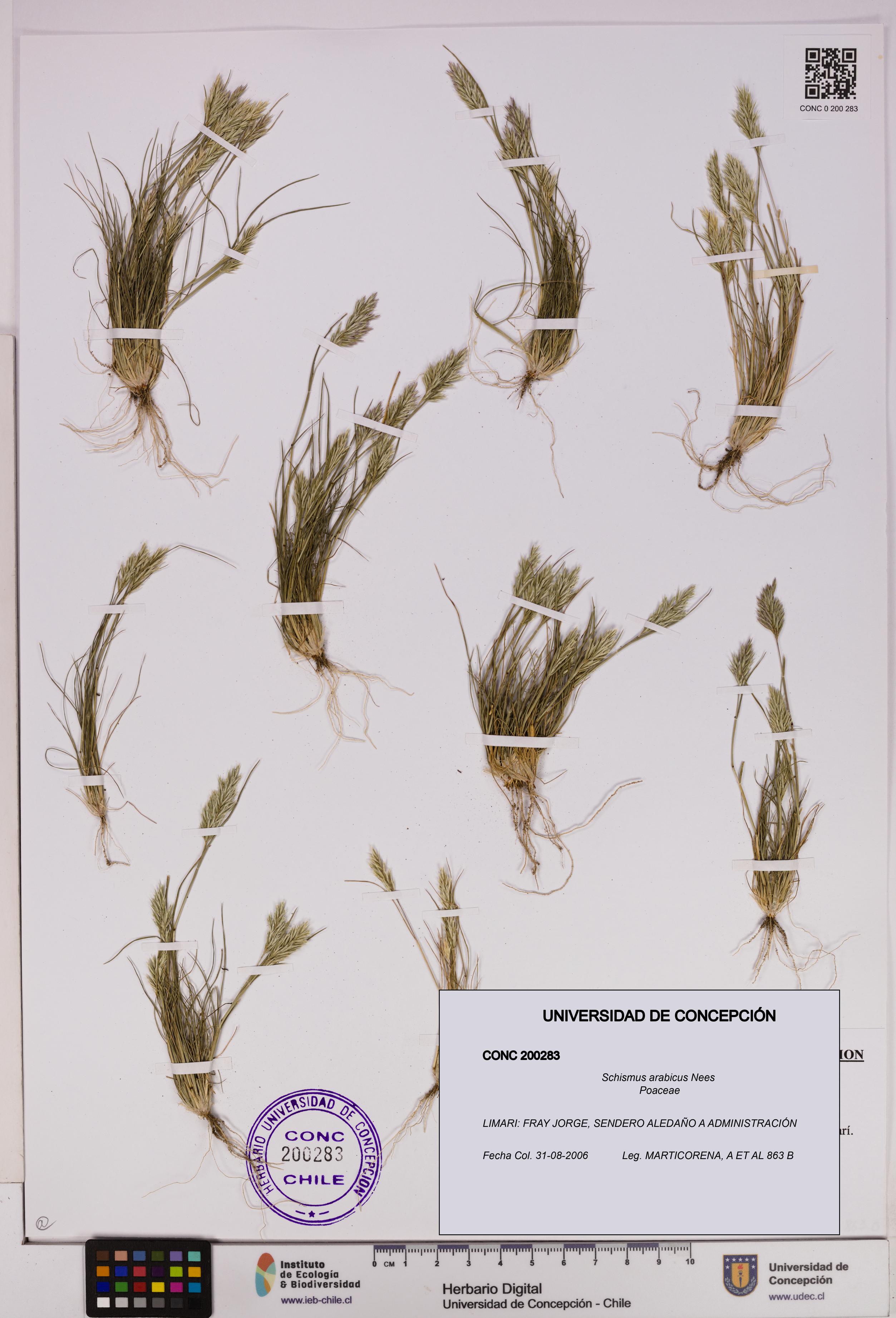 Schismus arabicus [Espécimen: UDEC:CONC:0200283]