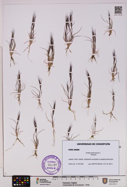 Aristida adscensionis [Espécimen: UDEC:CONC:0200290]