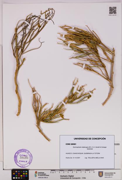 Gymnophyton dipterygia [Espécimen: ]