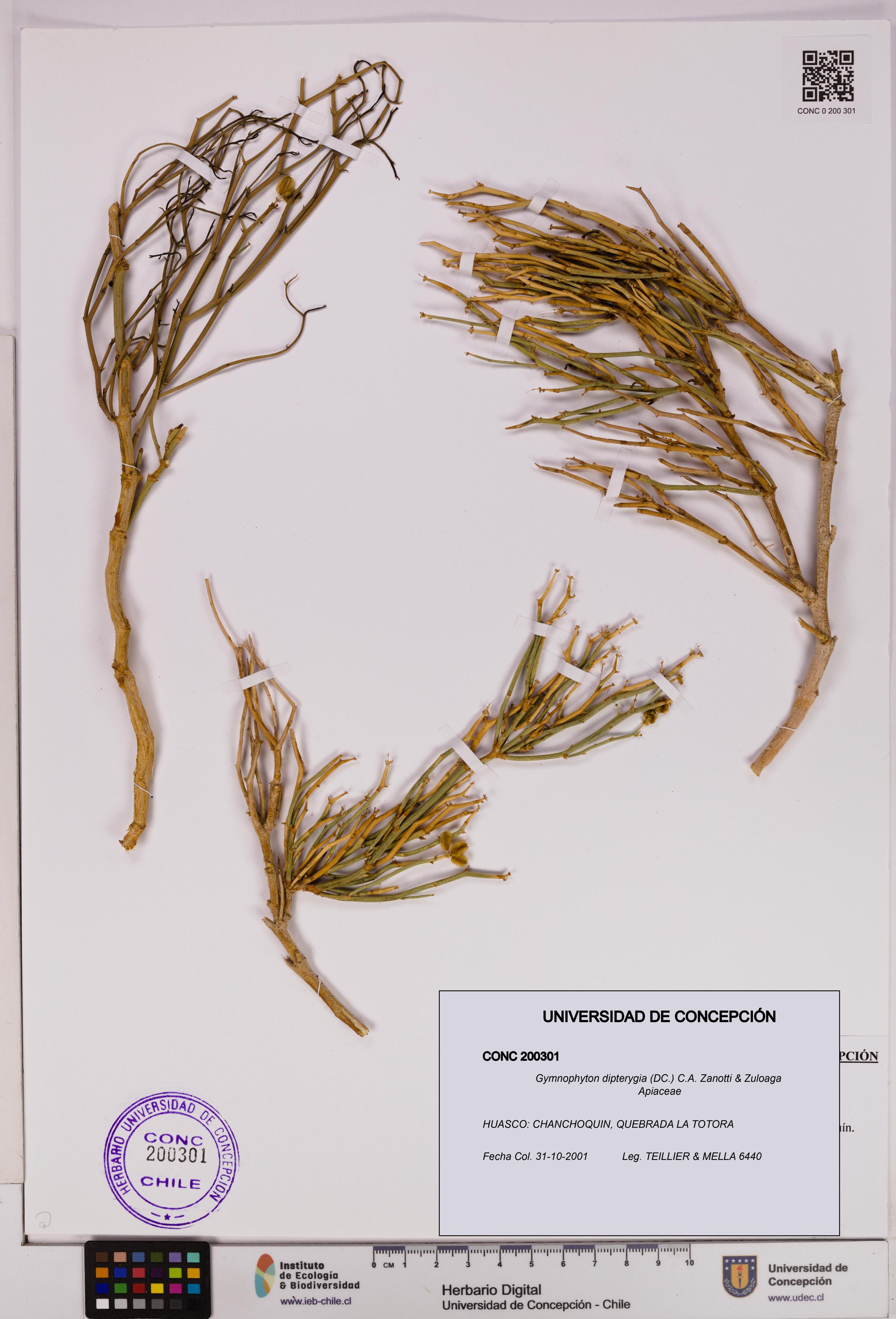 Gymnophyton dipterygia [Espécimen: ]