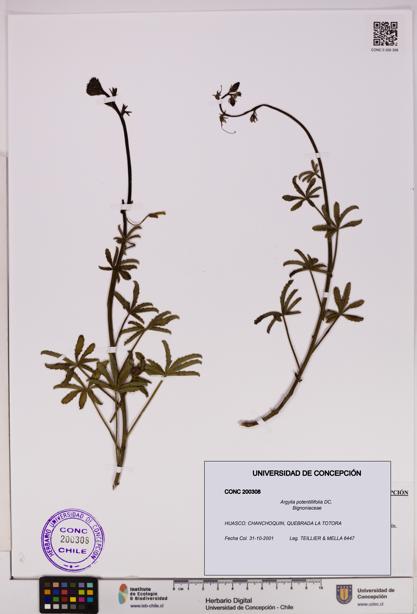 Argylia potentillifolia [Espécimen: UDEC:CONC:0200308]