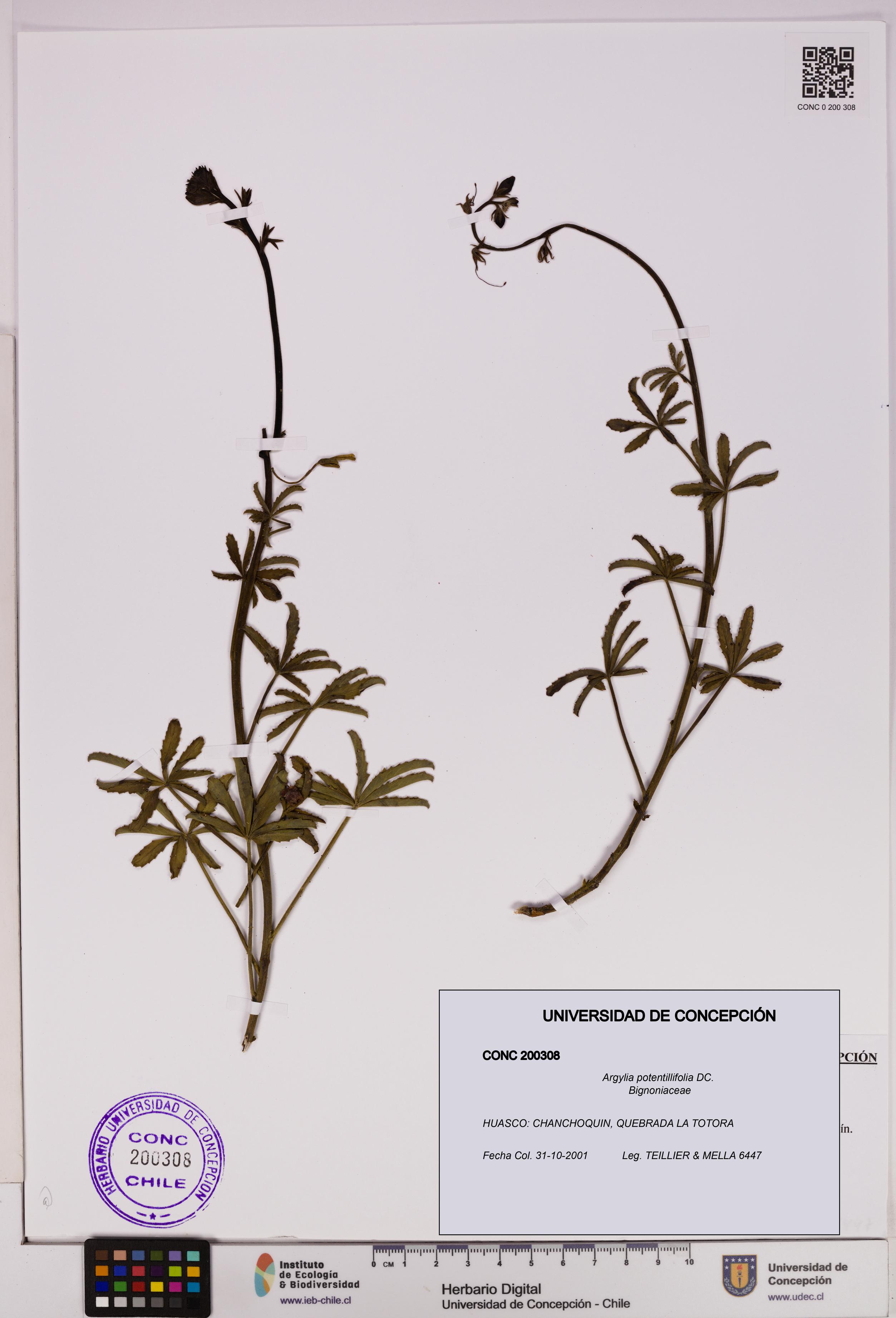 Argylia potentillifolia [Espécimen: UDEC:CONC:0200308]